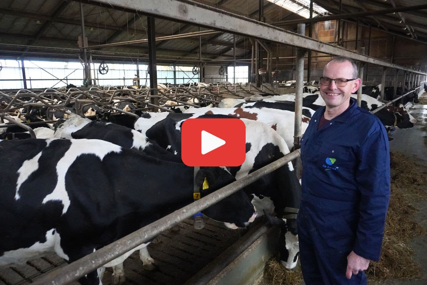 Melkveehouder Pieter Franken geeft Fitbrok van De Heus aan zijn koeien. – Foto: Rachel Henst
