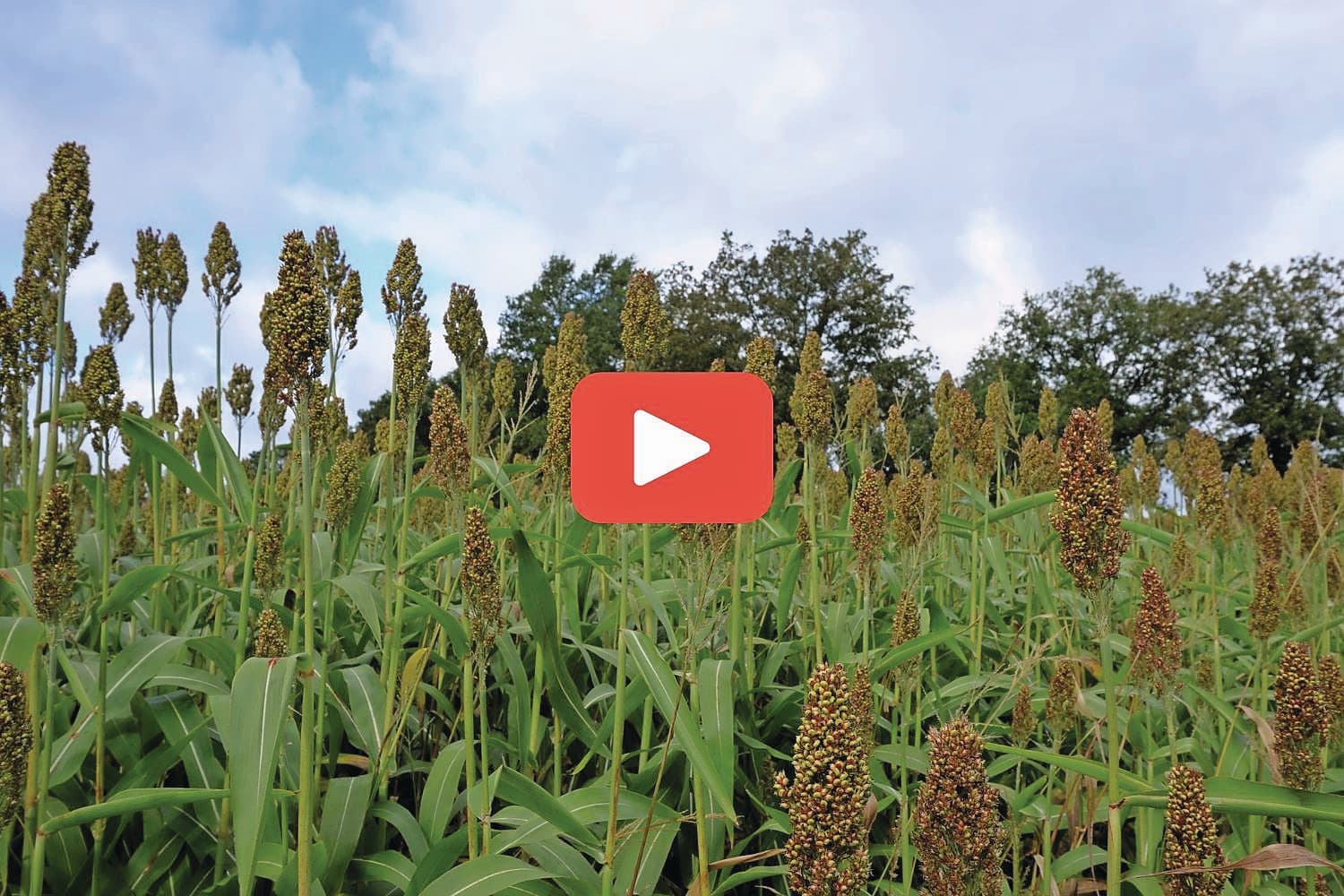 Sorghum wint aan populariteit in Nederland. Foto: Rachel Henst