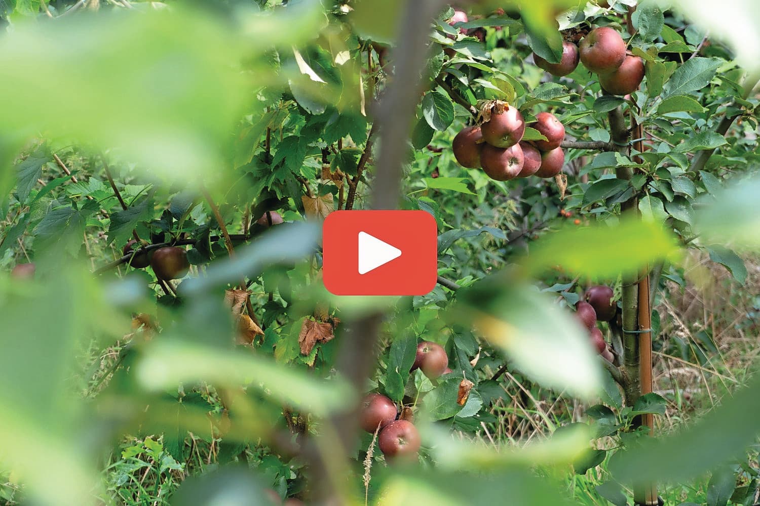 Appelboom in een voedselbos. Foto: Michiel Eberwijn