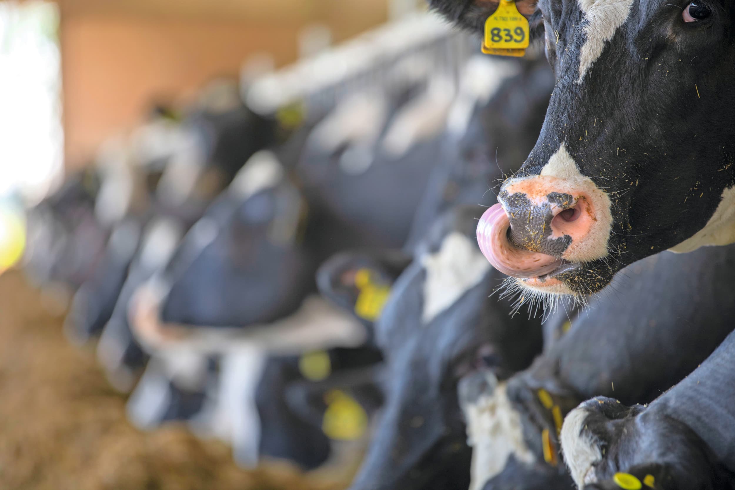 Het vervalbeding in de leveranciersvoorwaarden van de voerfabrikant is volgens de rechter geldig. De veehouder krijgt ongelijk. (Archieffoto, staat los van de besproken rechtszaak). Foto: Mark Pasveer