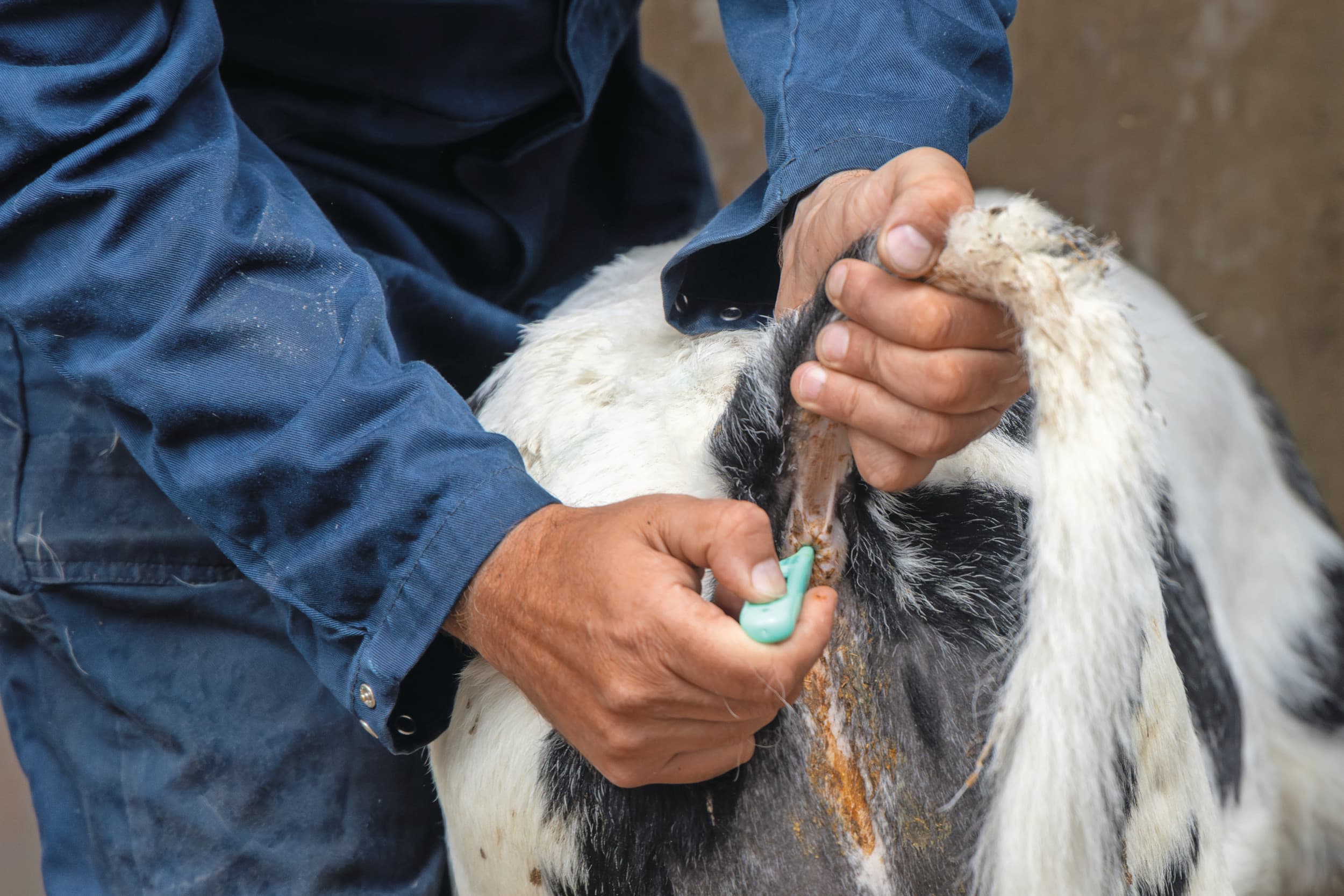 Niet alle runderen vertonen symptomen na infectie met Lumpy Skin Disease. Koorts en verminderde eetlust zijn vaak de eerste verschijnselen. Archieffoto: Koos Groenewold