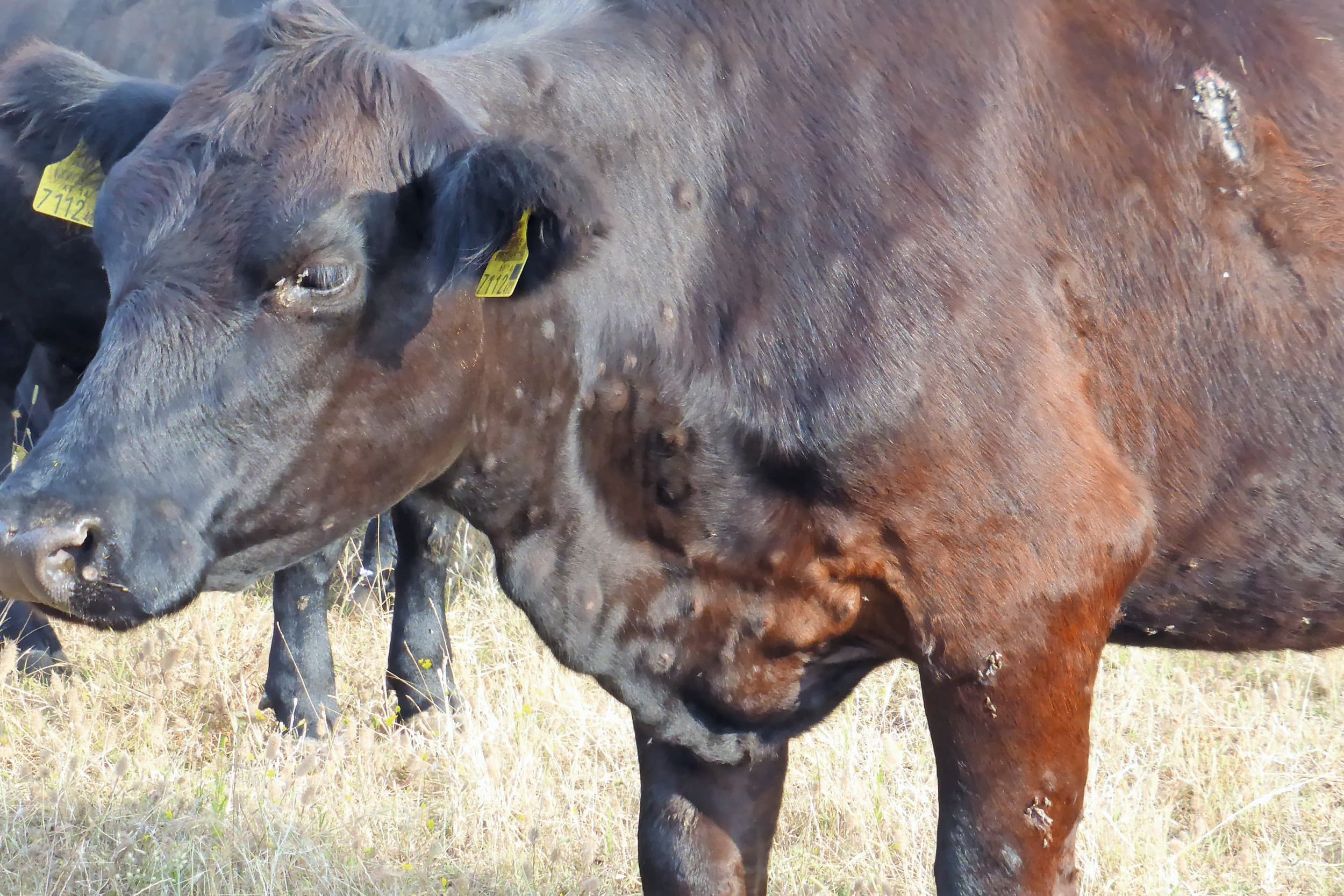 De typische bulten op de huid bij een besmetting met Lumpy skin disease ontstaan vaak pas na enkele weken. Foto: Tsviatko Alexandrov