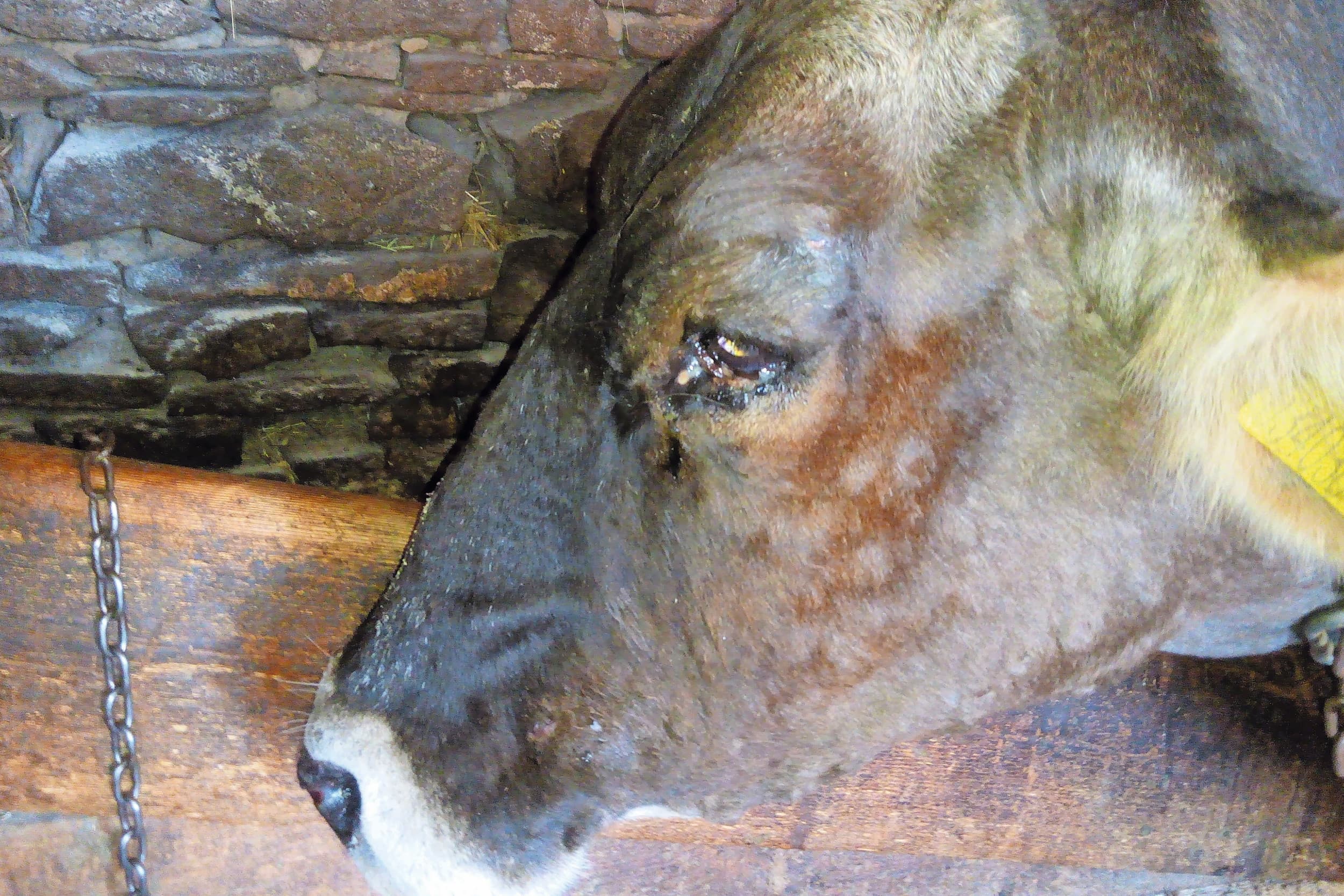 Kalf met Lumpy skin disease. Archiefbeeld. Foto: Tsviatko Alexandrov