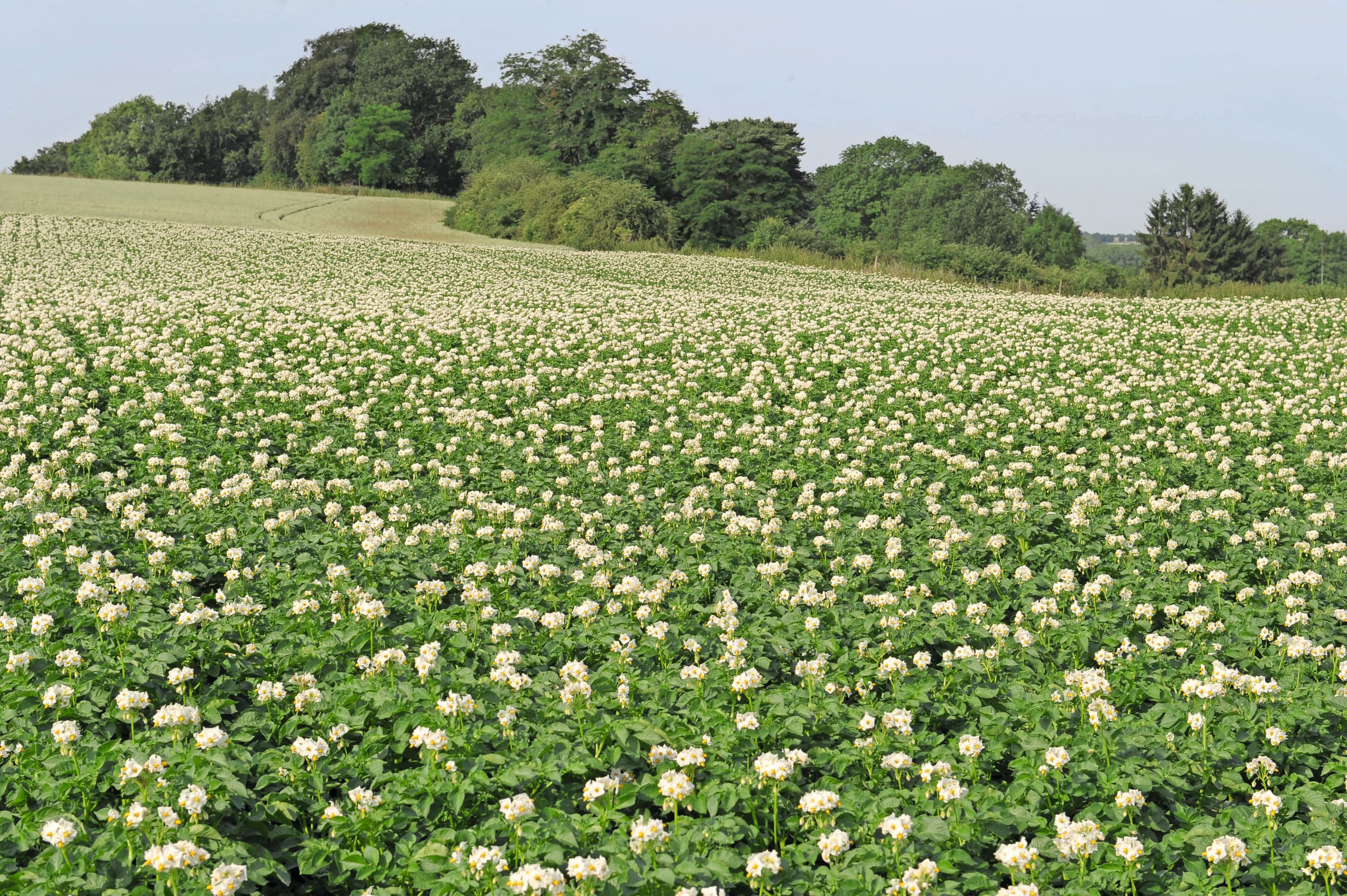 Een perceel aardappelen in Limburg. Foto: Marcel van Hoorn
