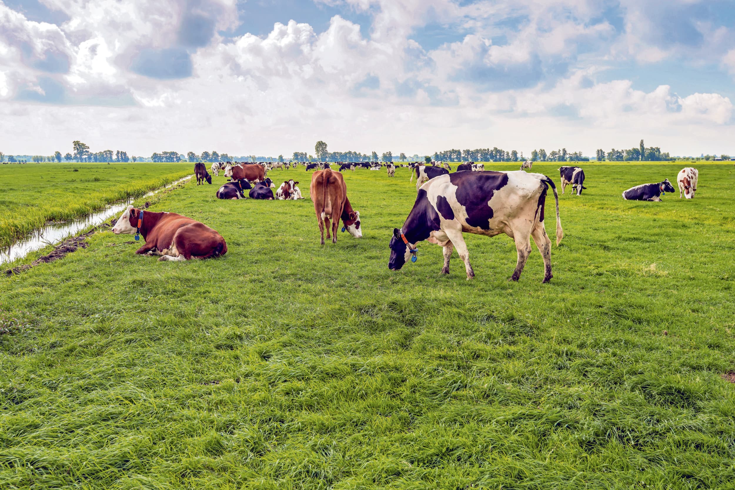 Weidegang. MOB en Leefmilieu willen afzien van procedures tegen PAS-melders als de Kamer aan een geborgd stikstofreductieplan, geen invoering van een rekenkundige ondergrens van 1 mol per hectare per jaar en grondgebondenheid voor de veehouderij gaat werken. Foto: Canva/RuudMorijn