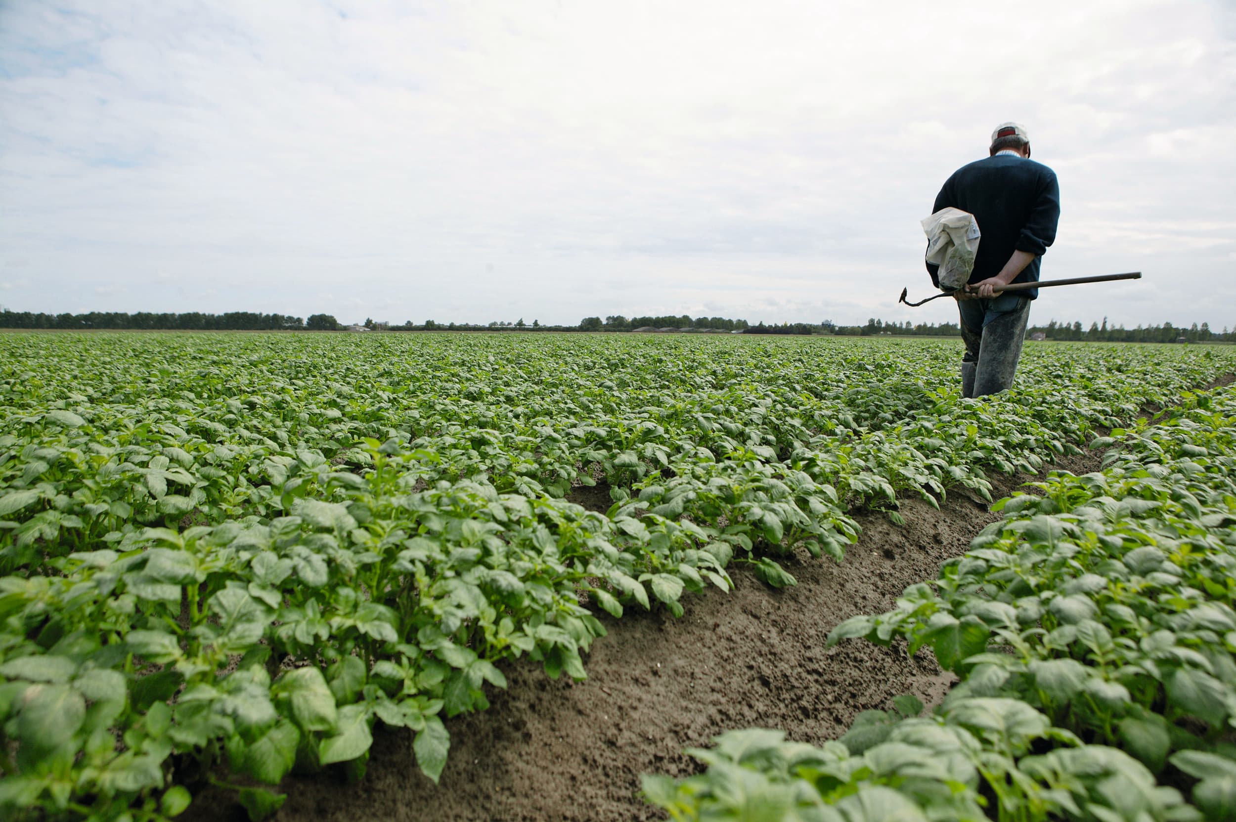 Een meevaller voor veel telers van pootaardappelen: er zijn dit jaar minder aardappelen in de klasse verlaagd of afgekeurd. Foto: Michel Zoeter