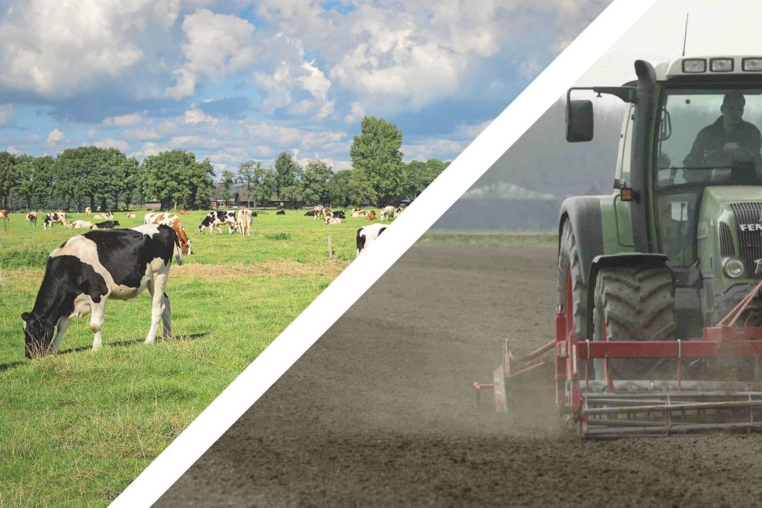 Grasland steeg meer dan 10% in prijs in de eerste helft van dit jaar. Prijs bouwland bleef in die periode ongeveer stabiel. Foto’s: Koos Groenewold, beeldbewerking