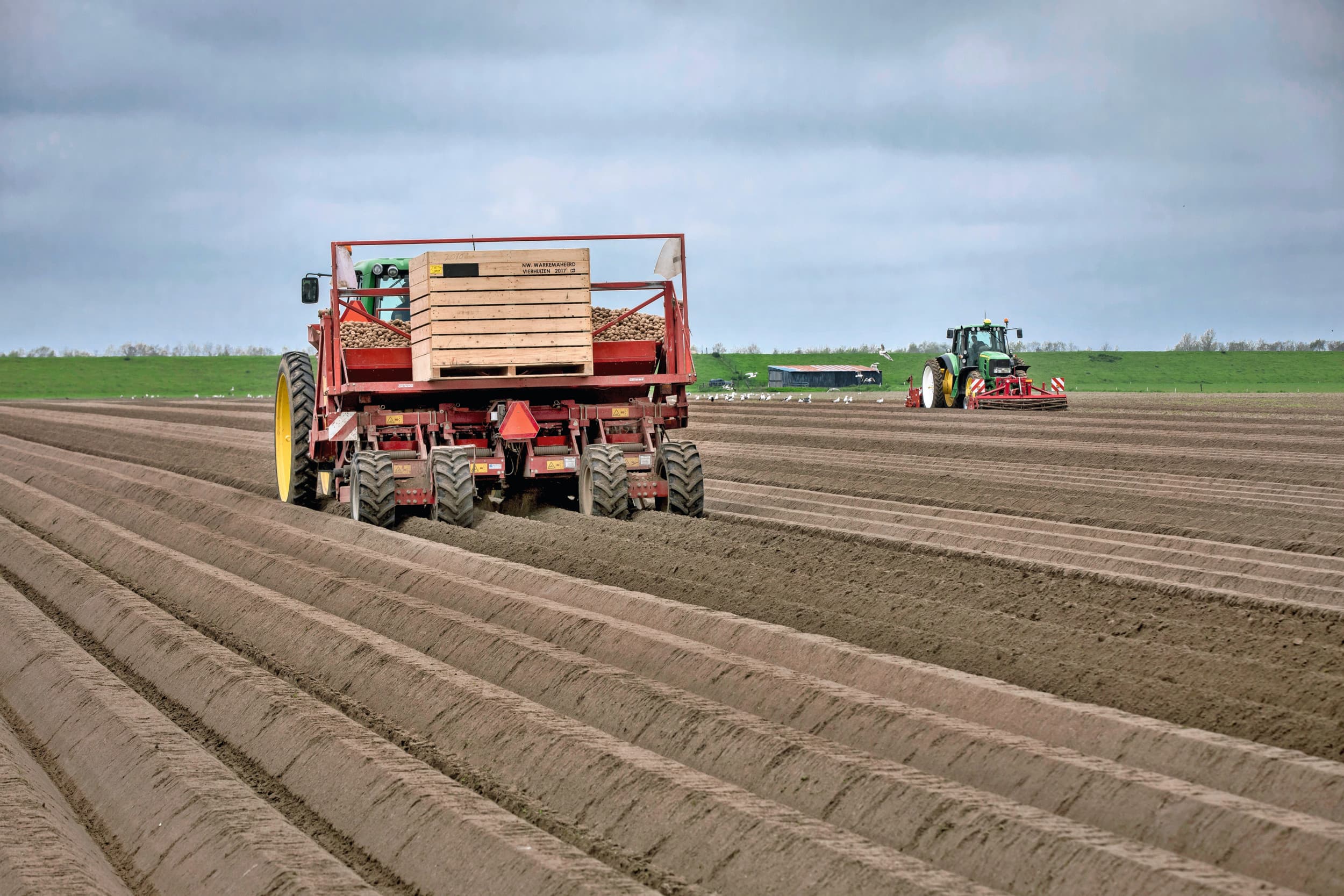Poten van pootgoed. Het pootgoedareaal groeit in Duitsland. Foto: Koos Groenewold