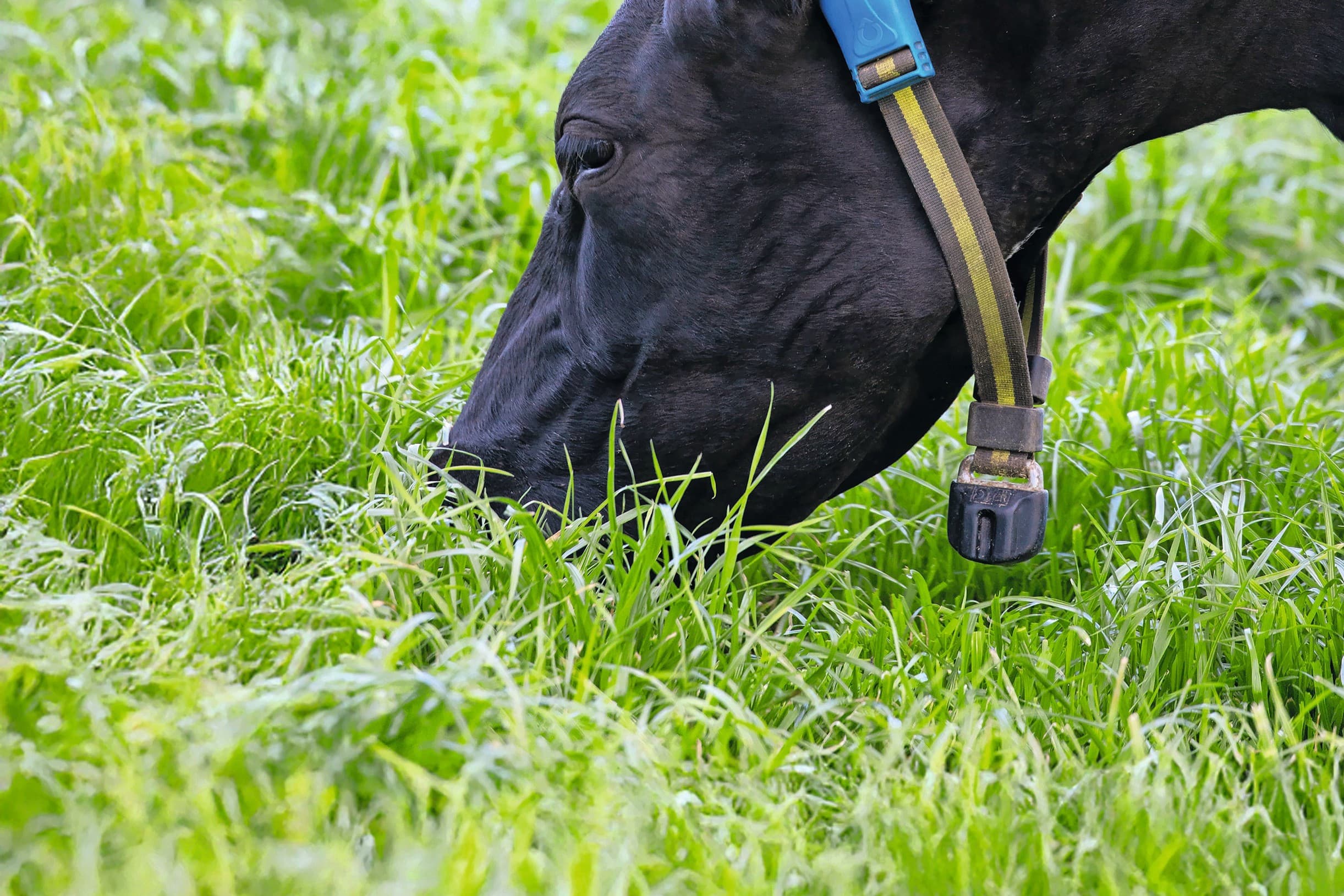 Koe met SenseHub-sensor. Foto: MSD Animal Health en Faculteit Diergeneeskunde