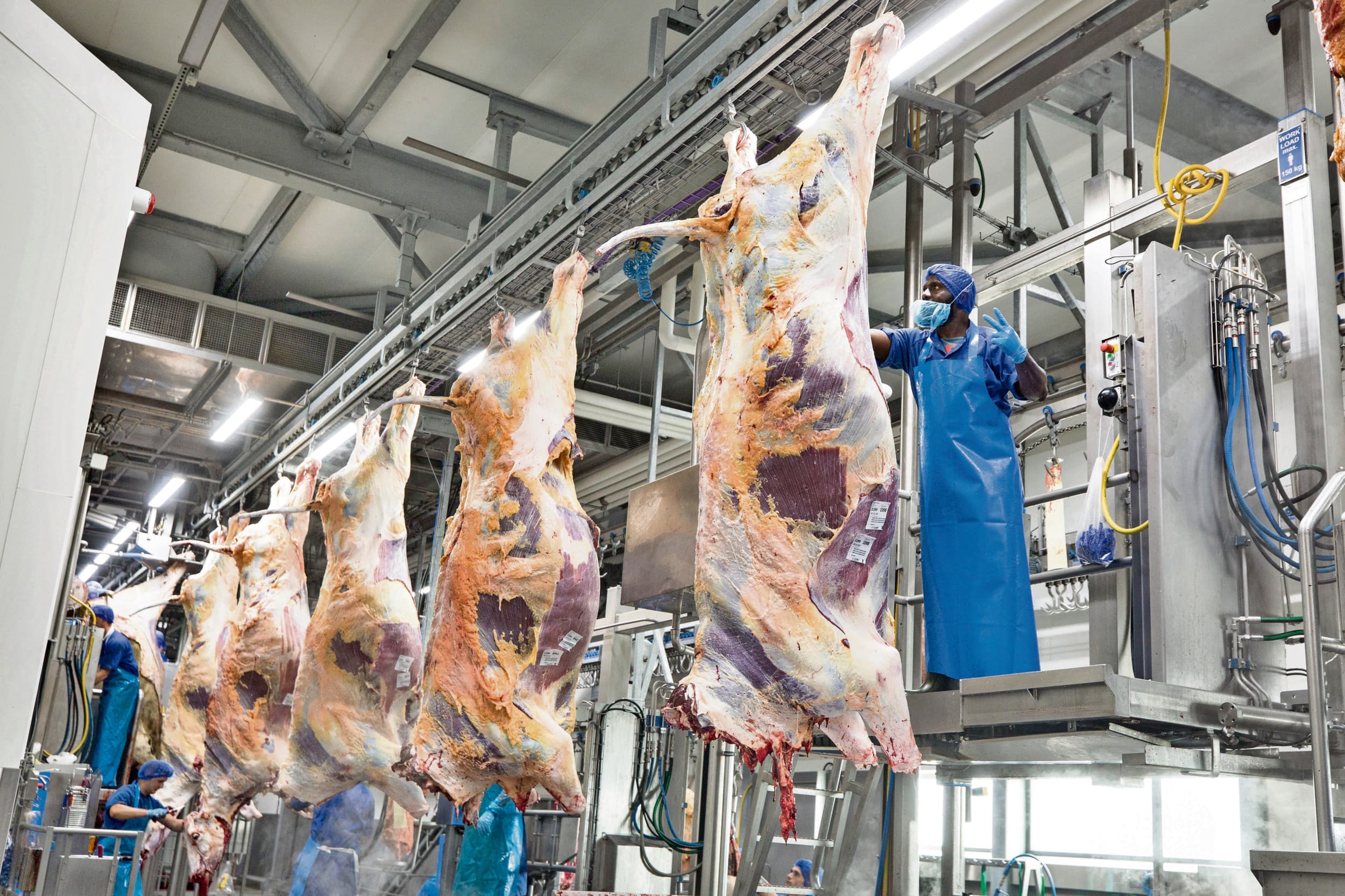 Slachtlijn in beeld. Rummenie negeert een aangenomen motie van de Kamer en staat verhoging van de slachtsnelheid toe. Foto: Koos Groenewold