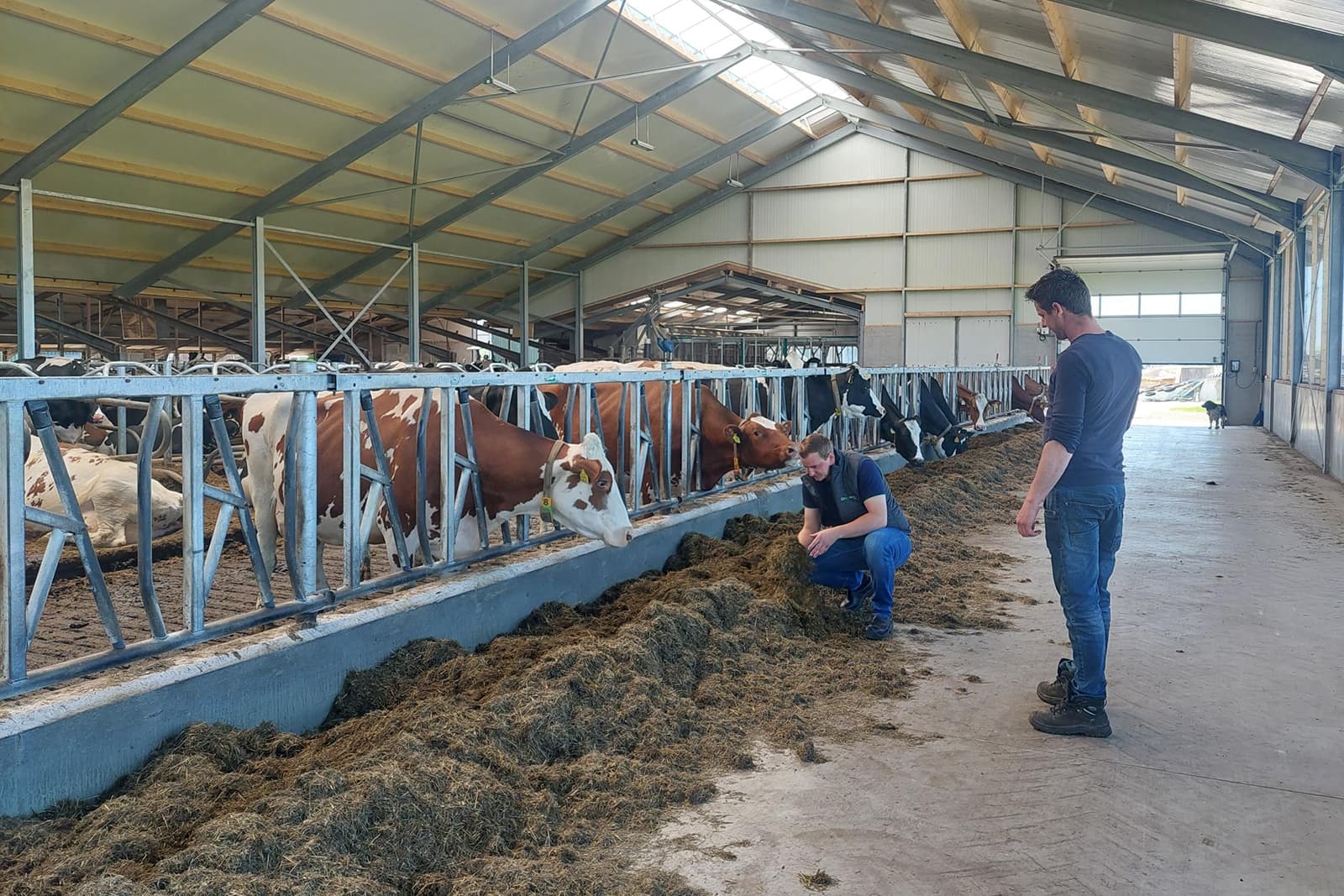 Rundveespecialist Daan Feddes (links) en Stefan Galesloot. Foto's: De Heus