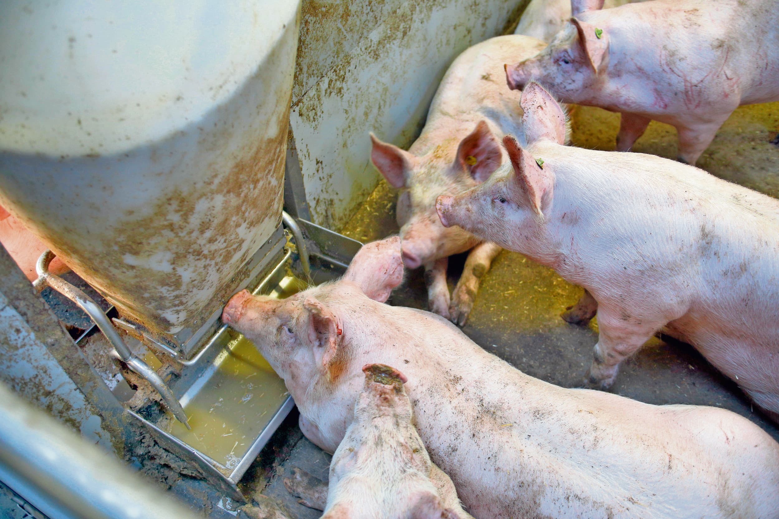 Varkenshouderij. De landbouwminister heeft aangegeven hoe invulling moet worden gegeven aan de gasconcentraties in varkensstallen, het routematig couperen van staarten bij biggen, de toegang tot water en het gebruik van stroomstootapparatuur. Andere normen liggen nog open. Foto: Kastermans Studio