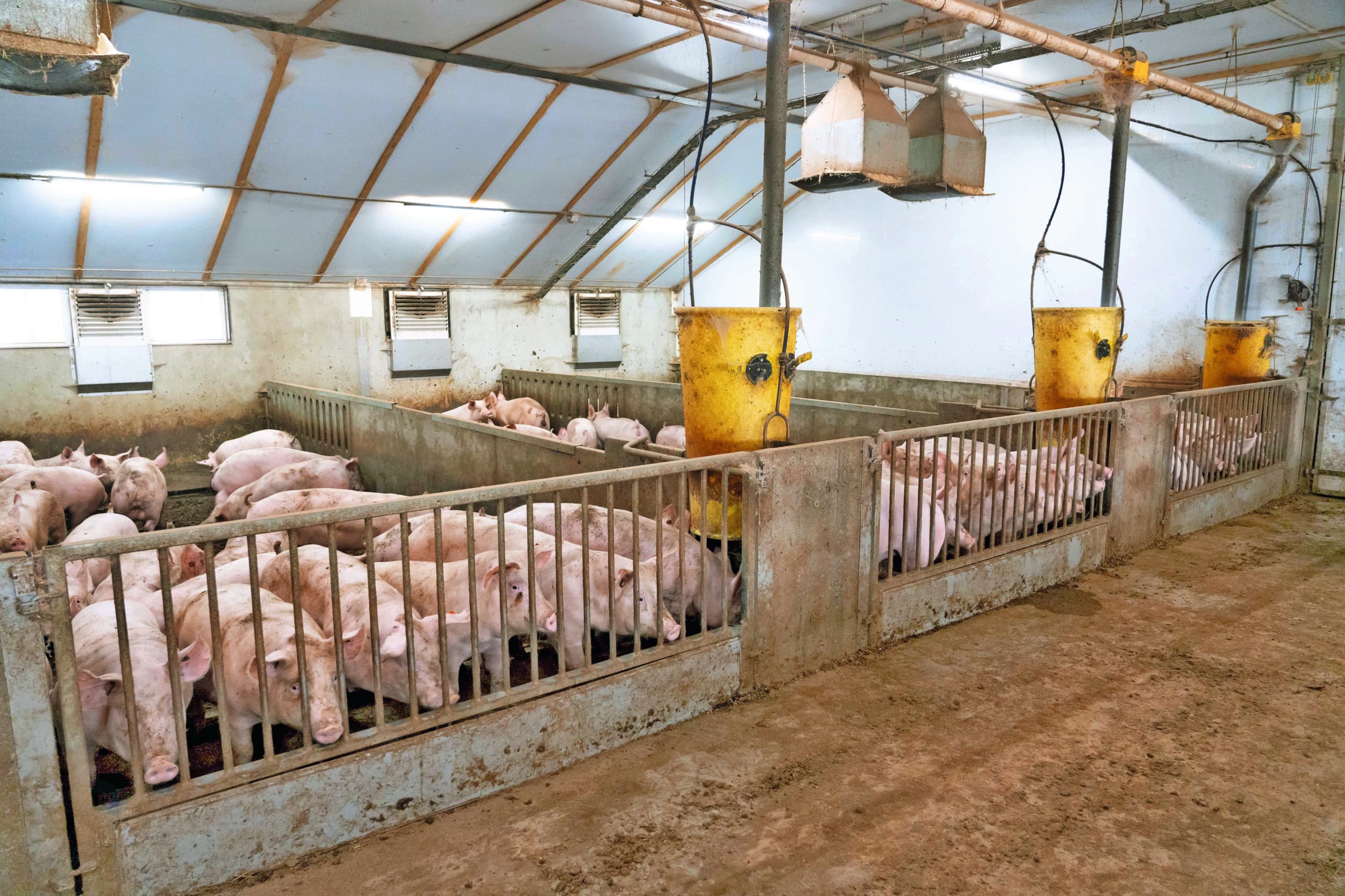 Algemeen beeld van varkens in een stal, ter illustratie. Foto: Jan Willem Schouten