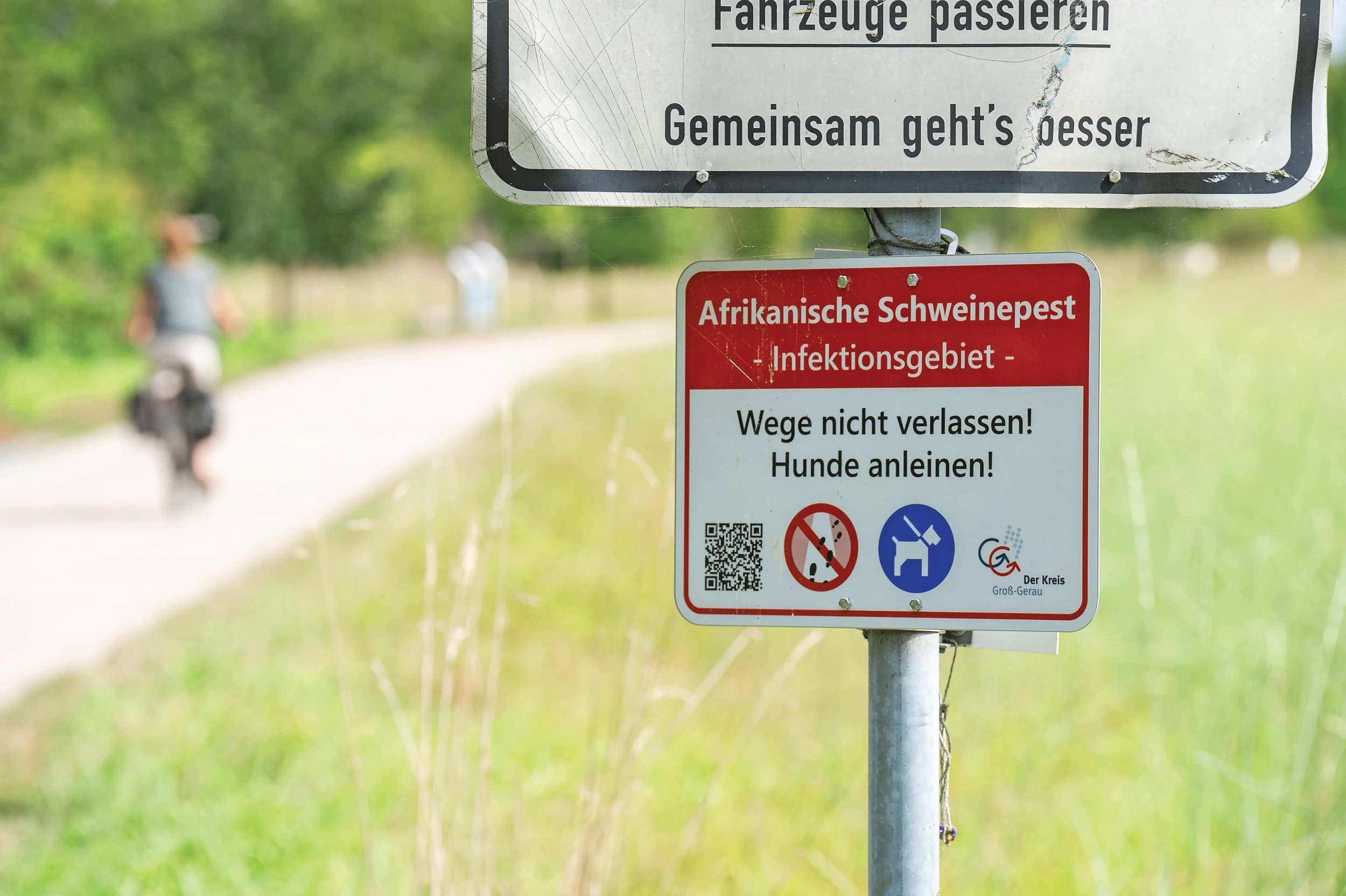 Het aantal met AVP besmette wilde zwijnen neemt toe in Noordrijn-Westfalen, maar het blijft tot nu toe beperkt tot twee districten. Foto Twan Wiermans
