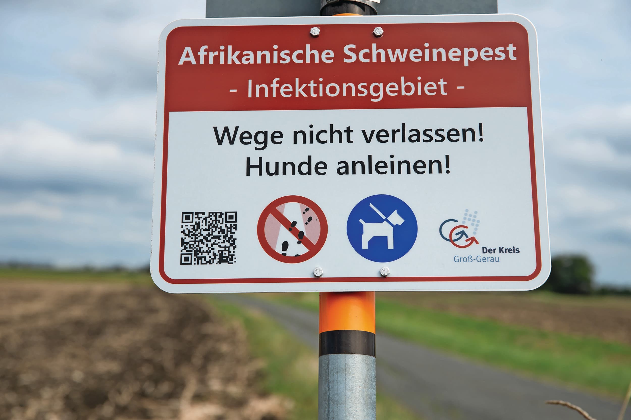 Afrikaanse varkenspest Duitsland
