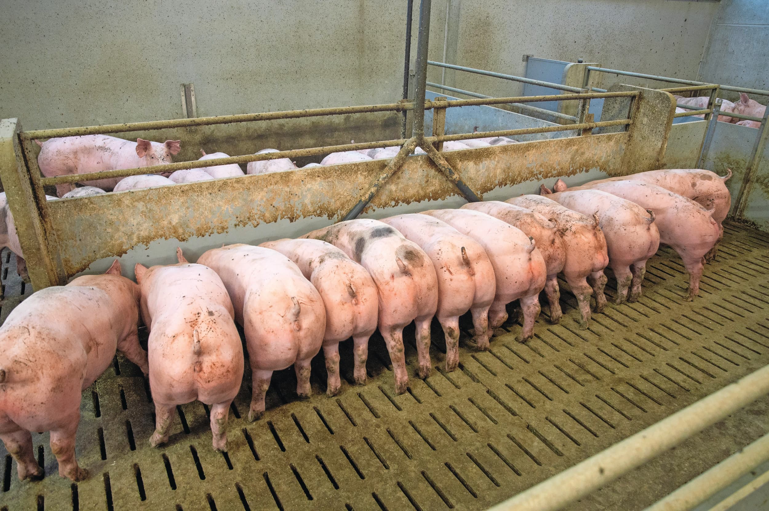 Volgens de nieuwe welzijnsregels moeten varkens genoeg ruimte hebben aan de trog en moeten vloeren deels dicht zijn. Foto: Twan Wiermans
