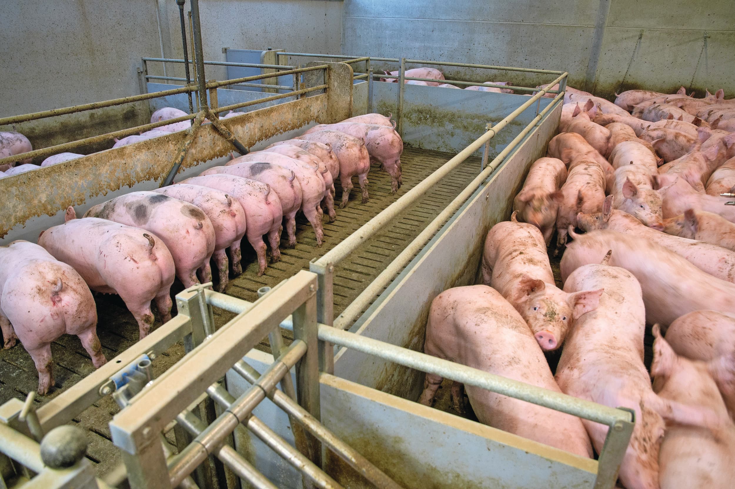 De Britten slachten weer meer varkens. Foto: Twan Wiermans