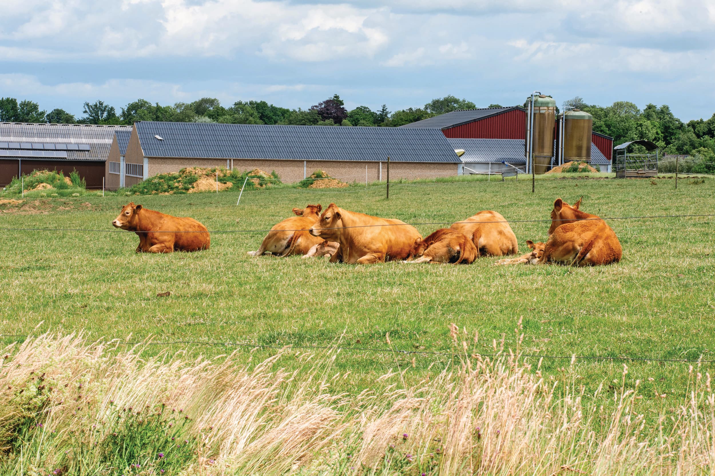 Door grond, dierrechten en bedrijfsgebouwen is bij een bedrijfsoverdracht veel kapitaal gemoeid. Foto: Twan Wiermans