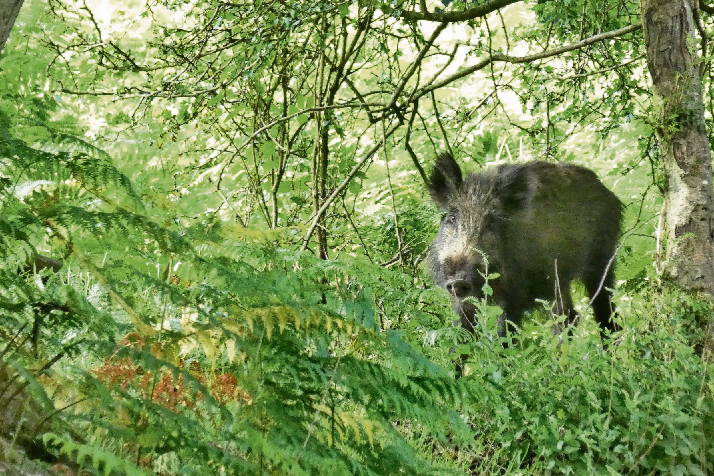 Wild zwijn in een Europees bos. Een in Duitsland gevonden AVP-besmetting heeft een link met Zuid-Italië. Foto: Jan Vullings