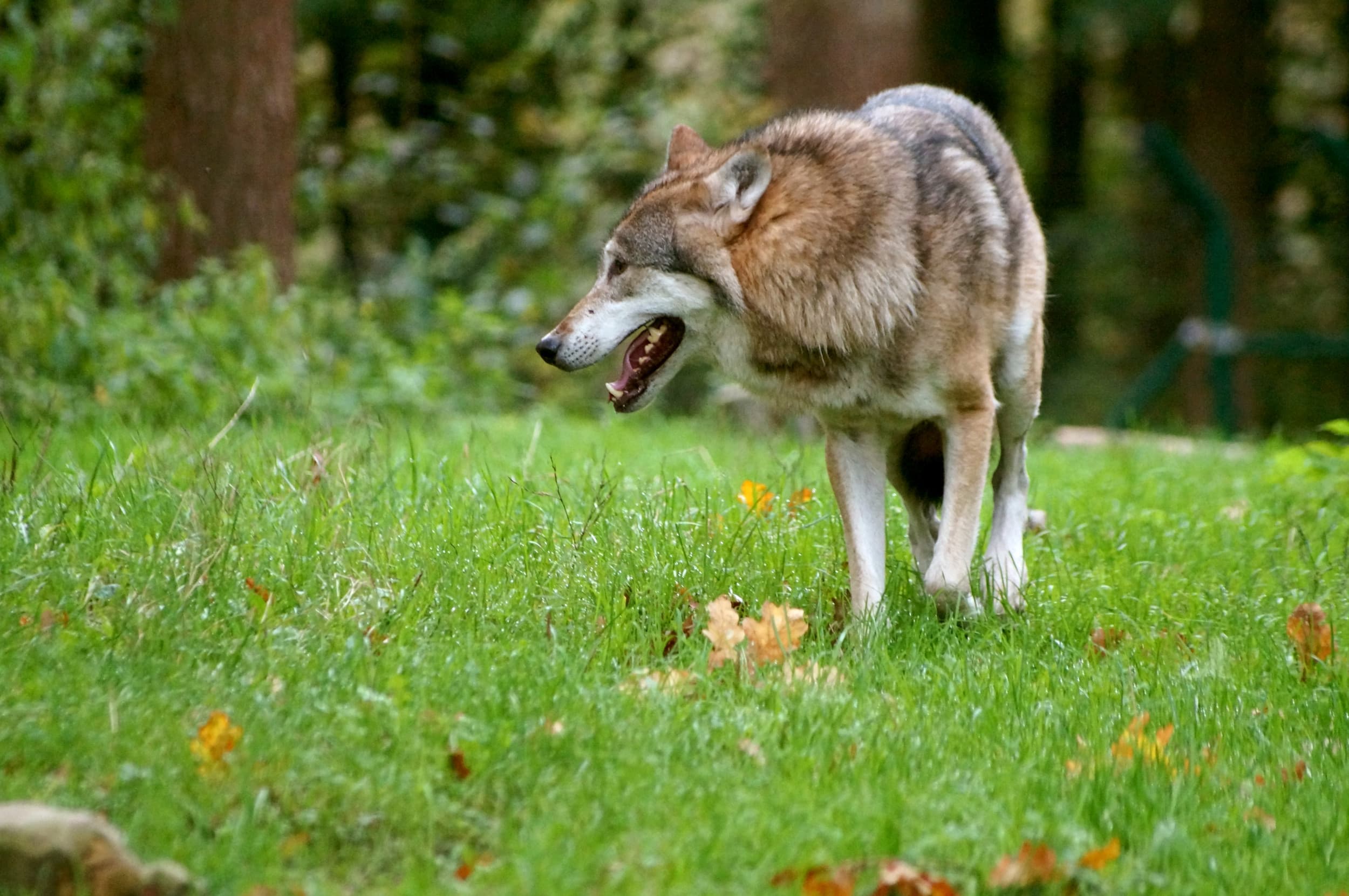 Er lijkt een periode te ontstaan waarin de wolf vergunningvrij geschoten mag worden. Foto: Canva/N_Steffens