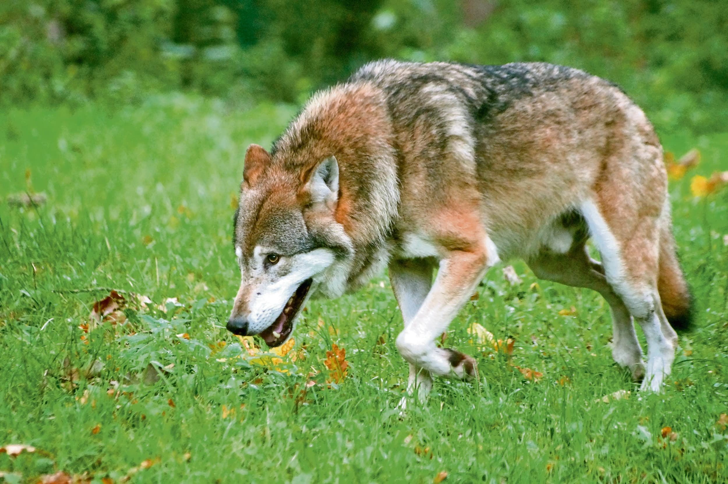 Wolf. LVVN-staatssecretaris Jean Rummenie is positief over het verlagen van de wolvenstatus. Foto: Canva/N_Steffens