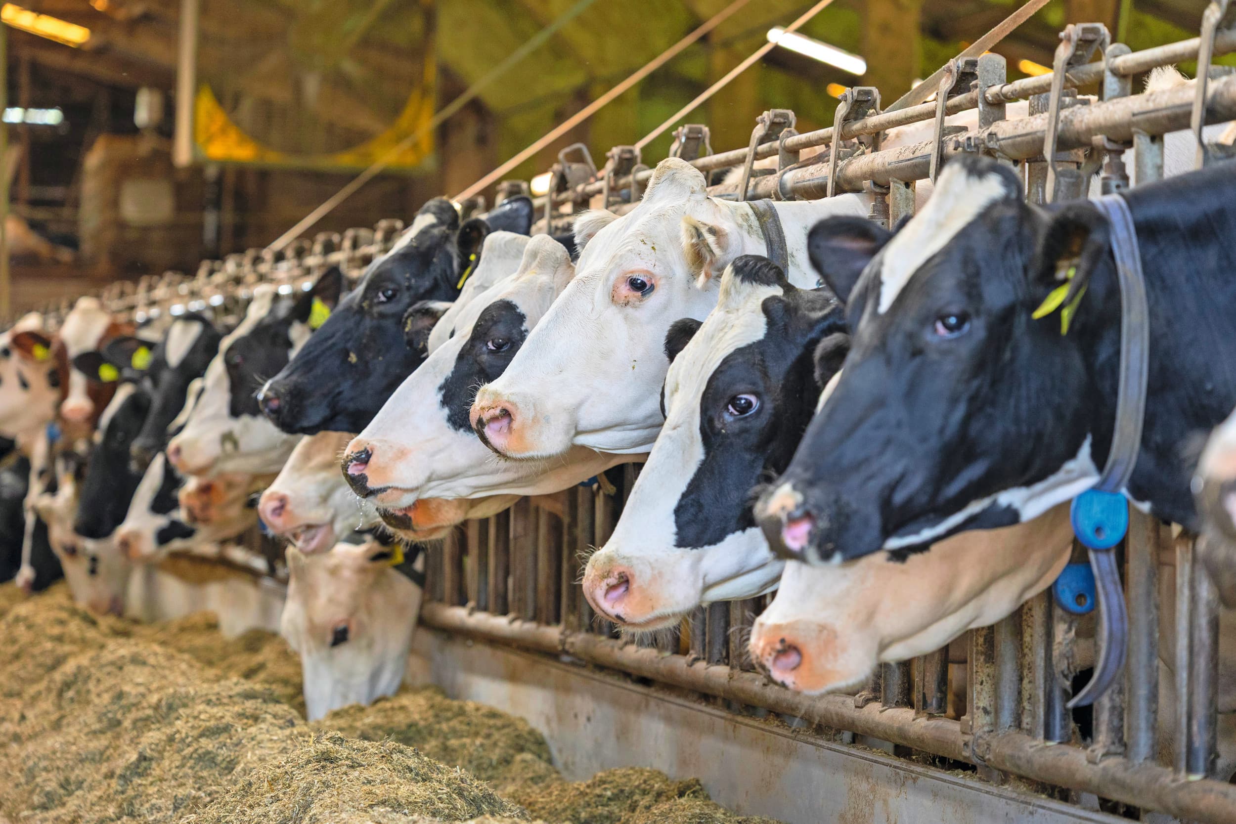 Afgelopen jaar stopten 500 melkveehouders. De gemiddelde bedrijfsomvang nam de laatste vijf jaar toe van 101 melkkoeien in 2020 naar 114 in 2025. Foto: Herbert Wiggerman