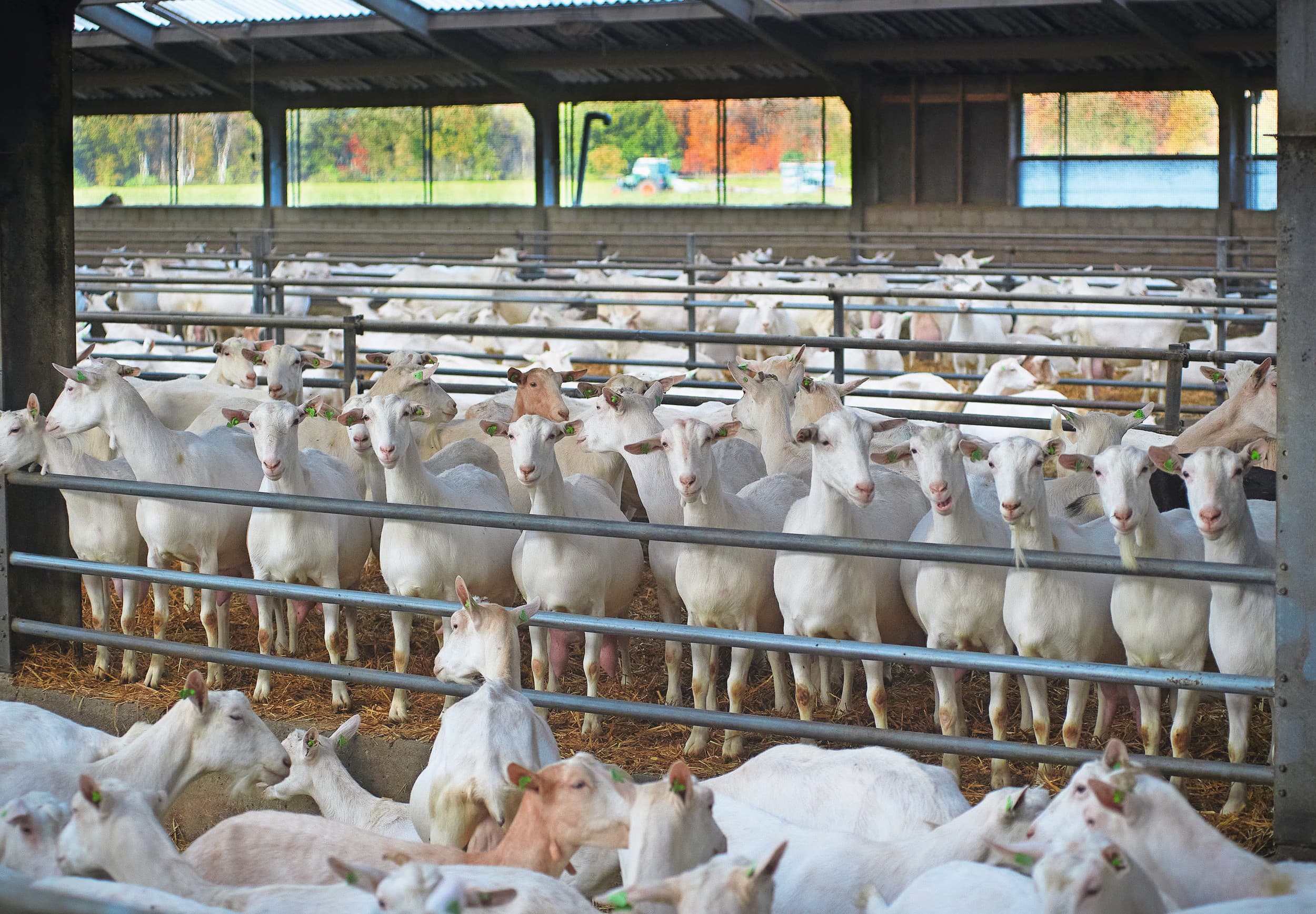gezondheidsraad geiten longontsteking