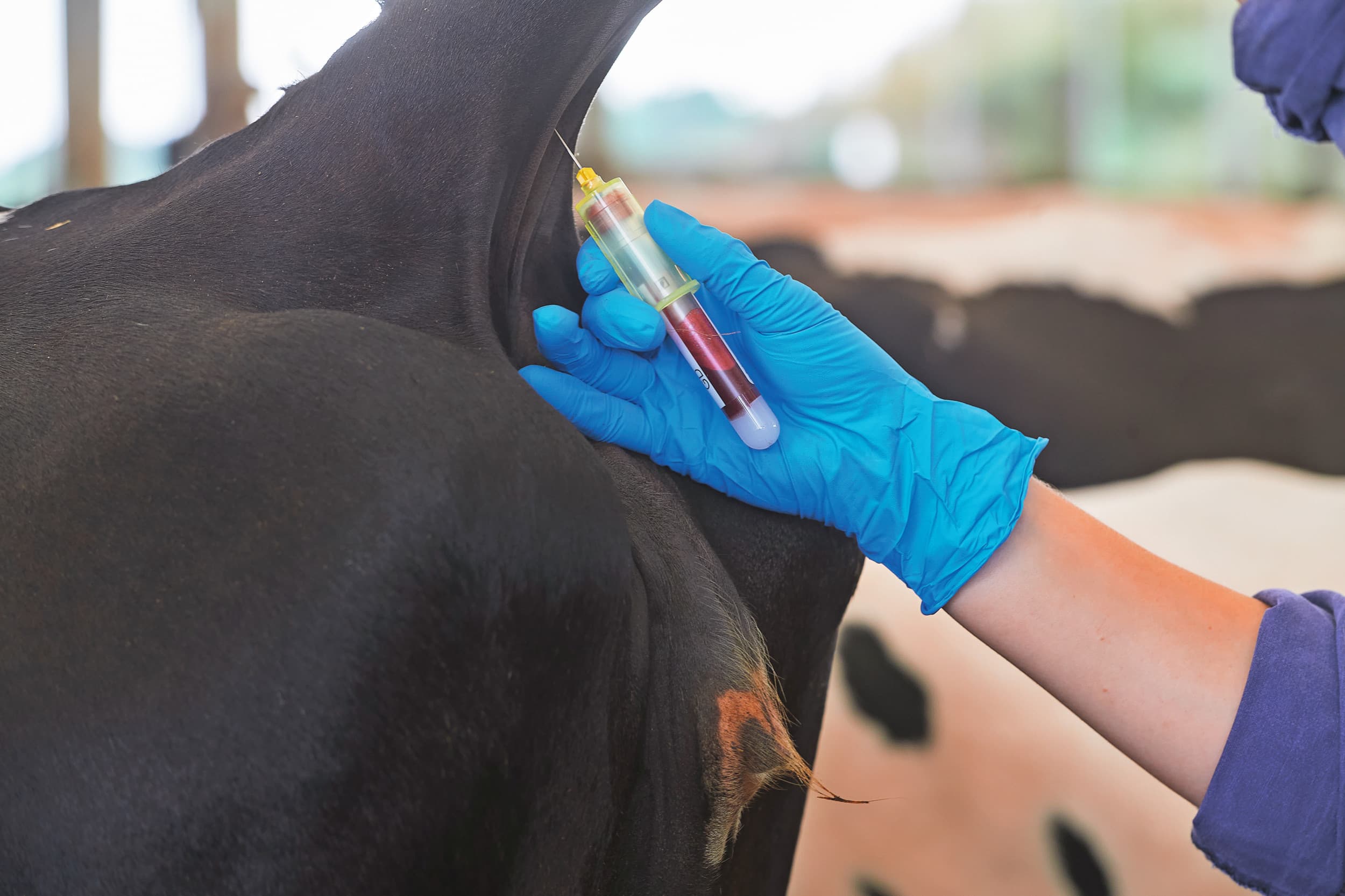 Het nemen van een bloedmonster voor IBR-onderzoek. Foto: Van Assendelft Fotografie