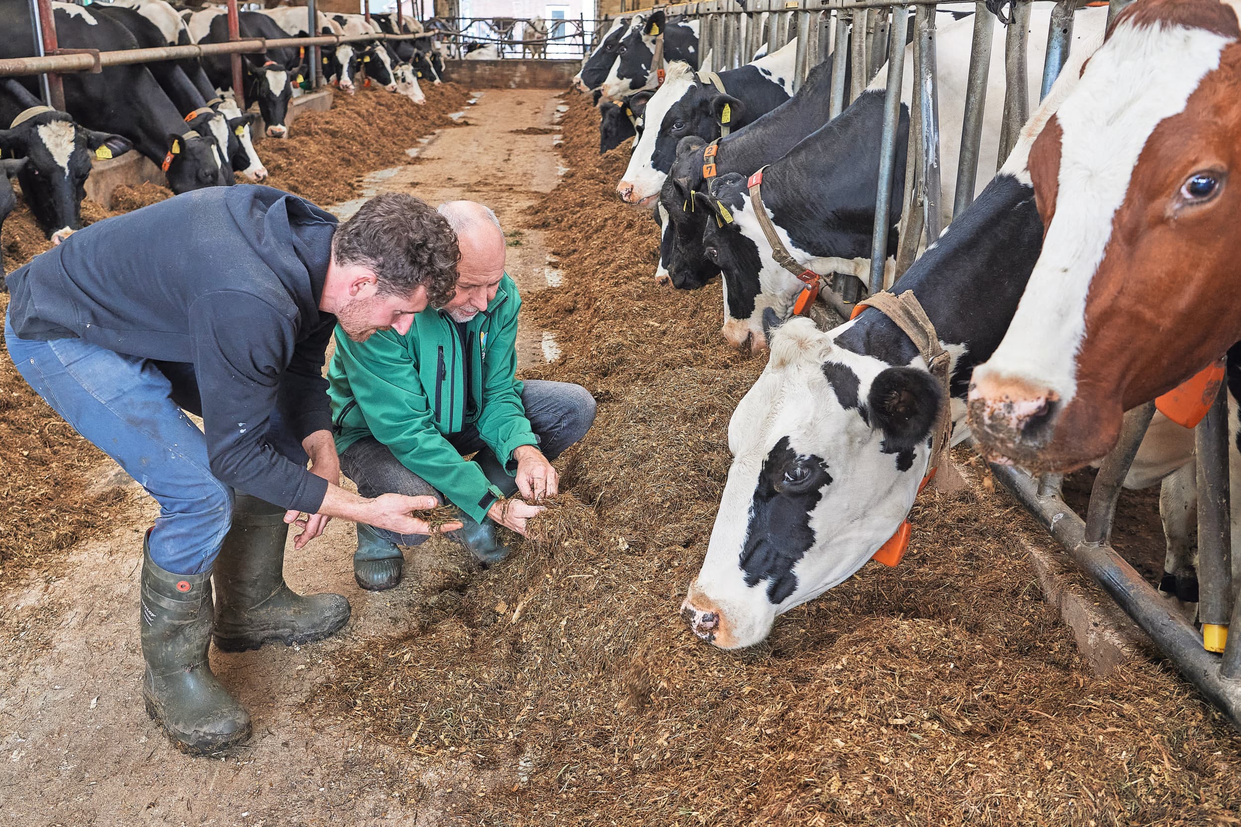 Het ruweiwitgehalte in het mengvoer van melkvee komt volgens ramingen van CBS in 2025 onder de 160 g/kg drogestof uit. Foto: Van Assendelft Fotografie