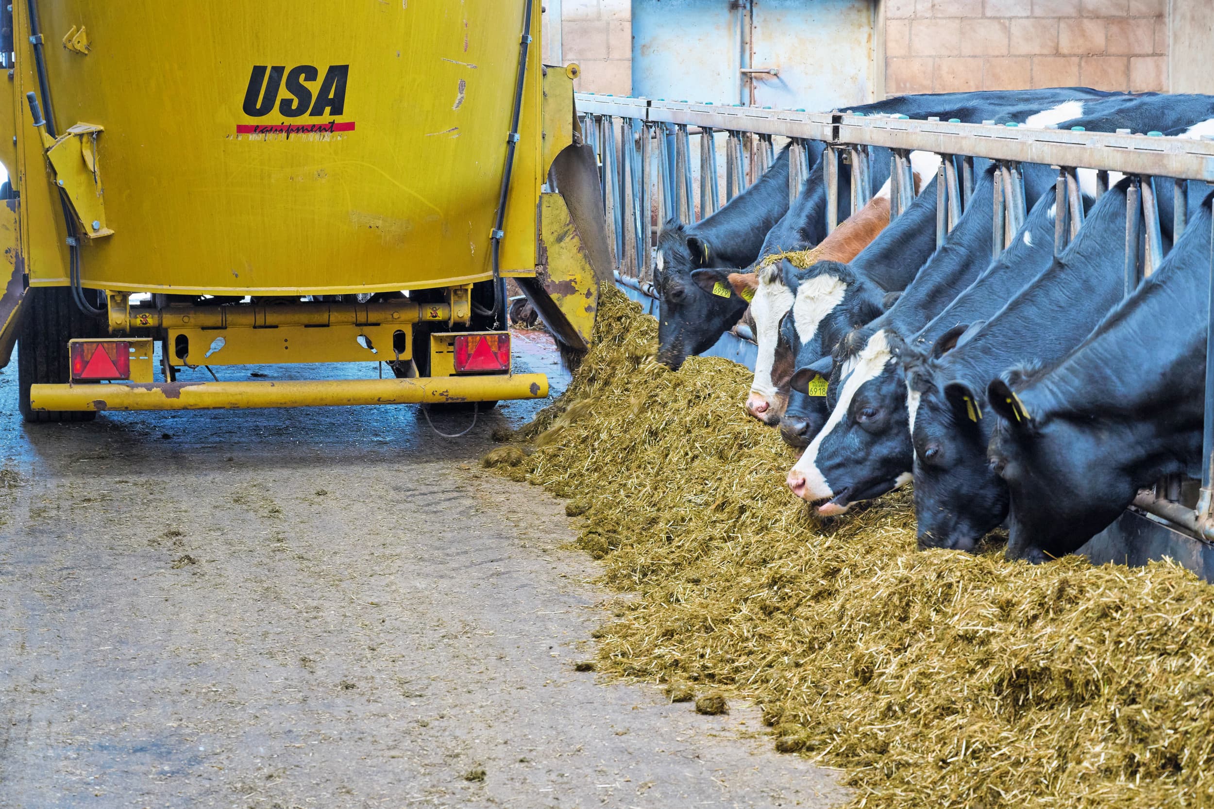 Vooral met een flinke portie mais is het ruw eiwitgehalte in het rantsoen goed te verlagen. Bij een te laag aanbod aan ruw eiwit komen echter opname en productie onder druk. Foto: Van Assendelft
