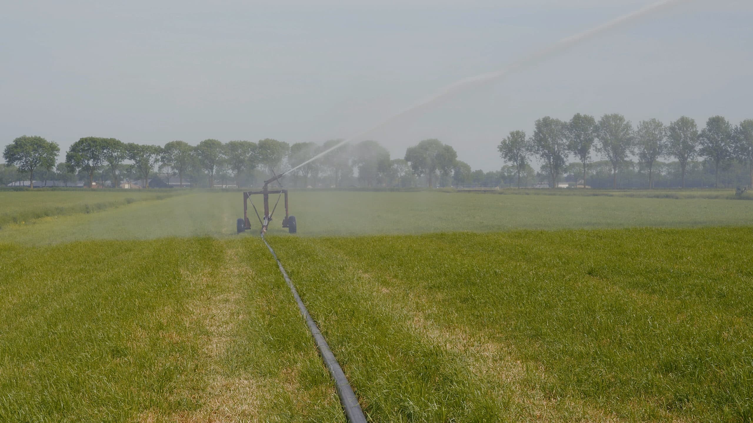 Subsidieregeling Behoud blijvend grasland aanvragen voor 25 augustus