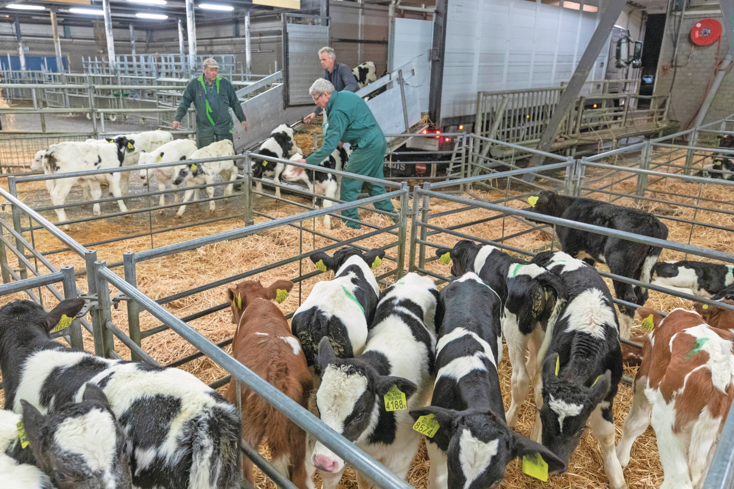 Hier op archiefbeeld op de veemarkt in Leeuwarden is er volop handel. Die is er nu ook nog, maar er zijn geen noteringen. Foto: Anne van der Woude