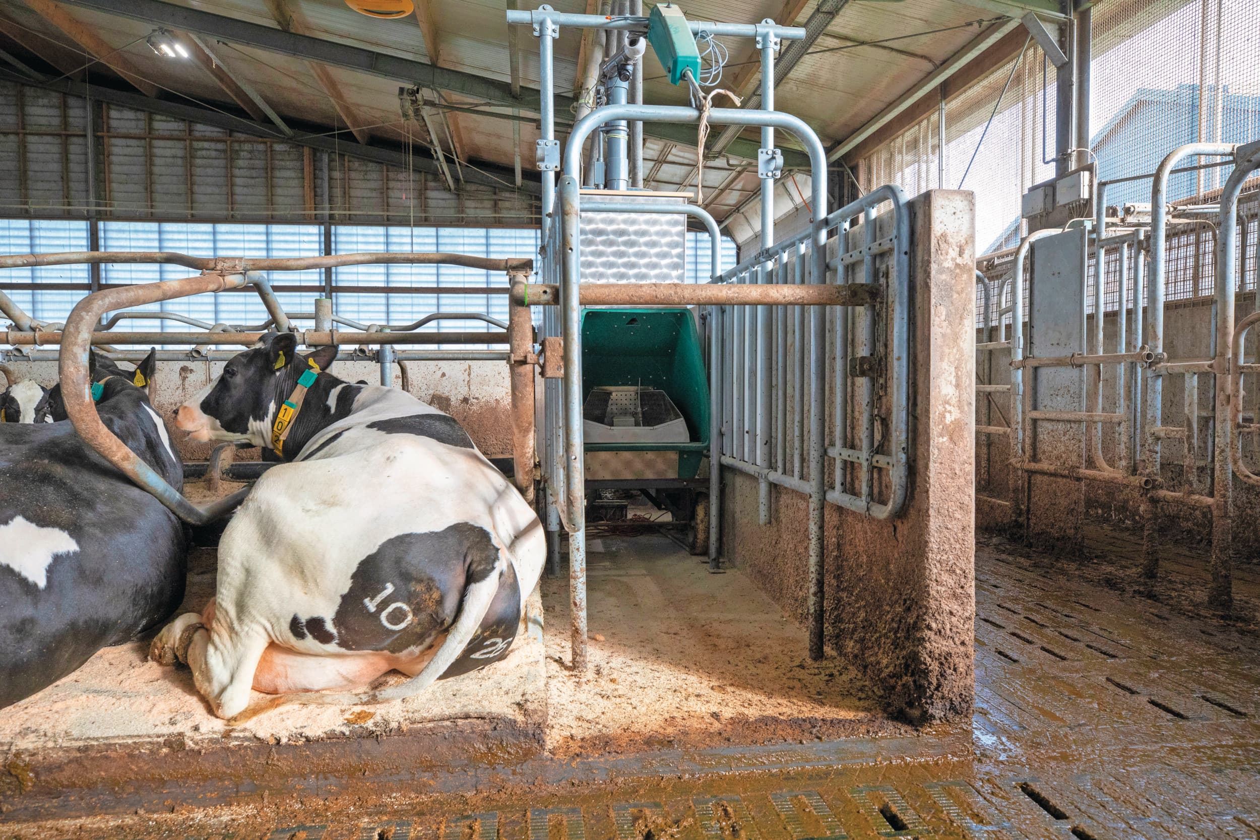 Een beeld van koeien op onderzoeksbedrijf Dairy Campus. Foto: Anne van der Woude