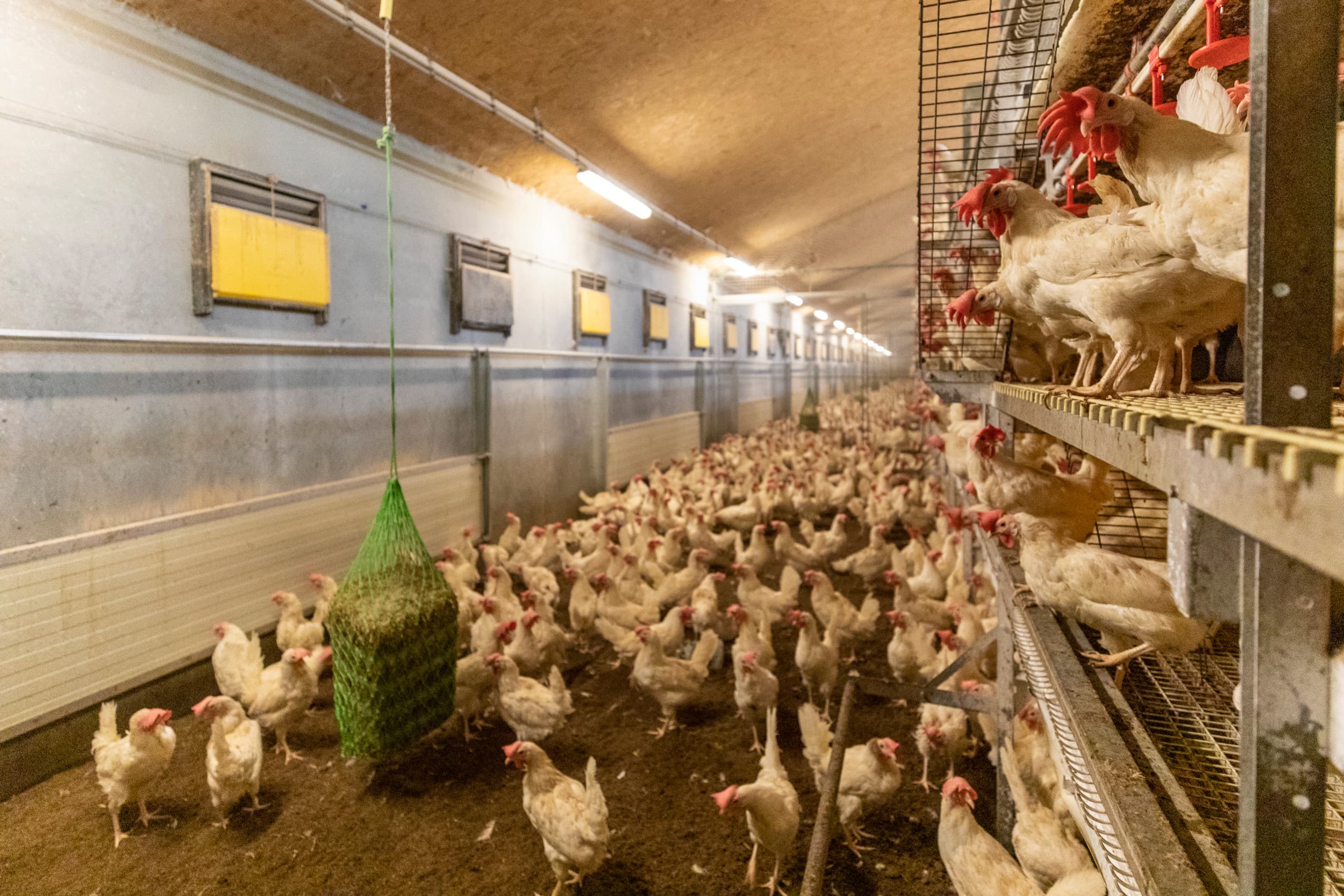 leghennen salmonella