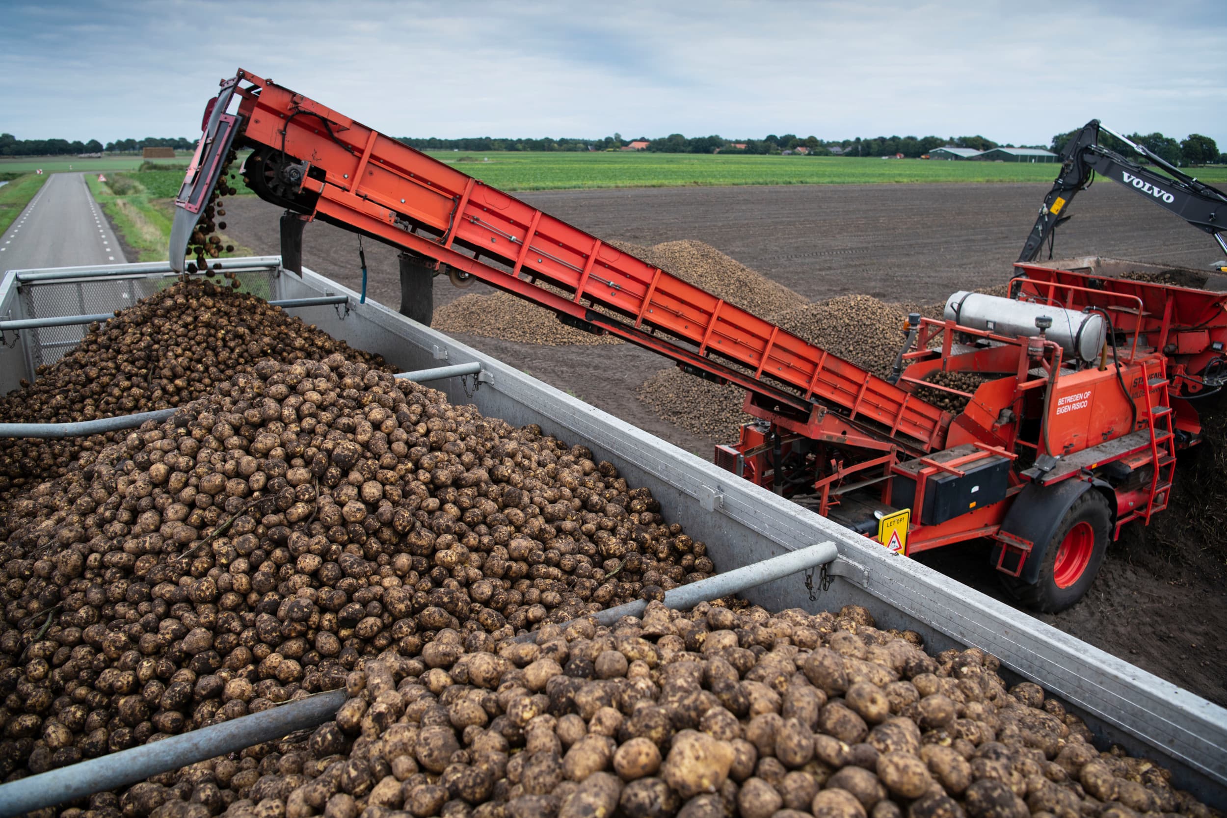 Het laden van zetmeelaardappelen. Avebe verhoogt de basisprijs voor oogst 2025 naar €110 per ton, inclusief ledentoeslag. Foto: Mark Pasveer