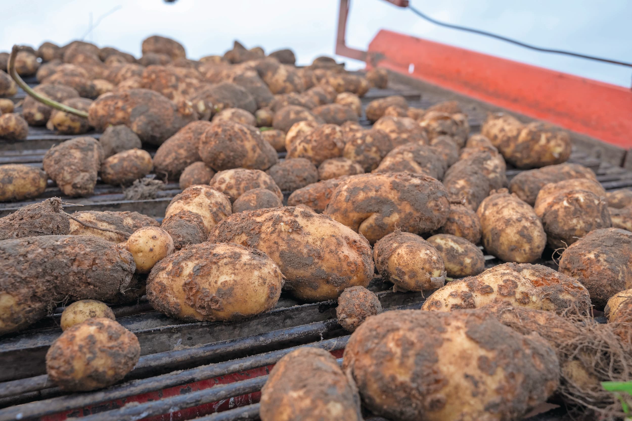 Fritesaardappels. Foto: Bram Becks Fotografie