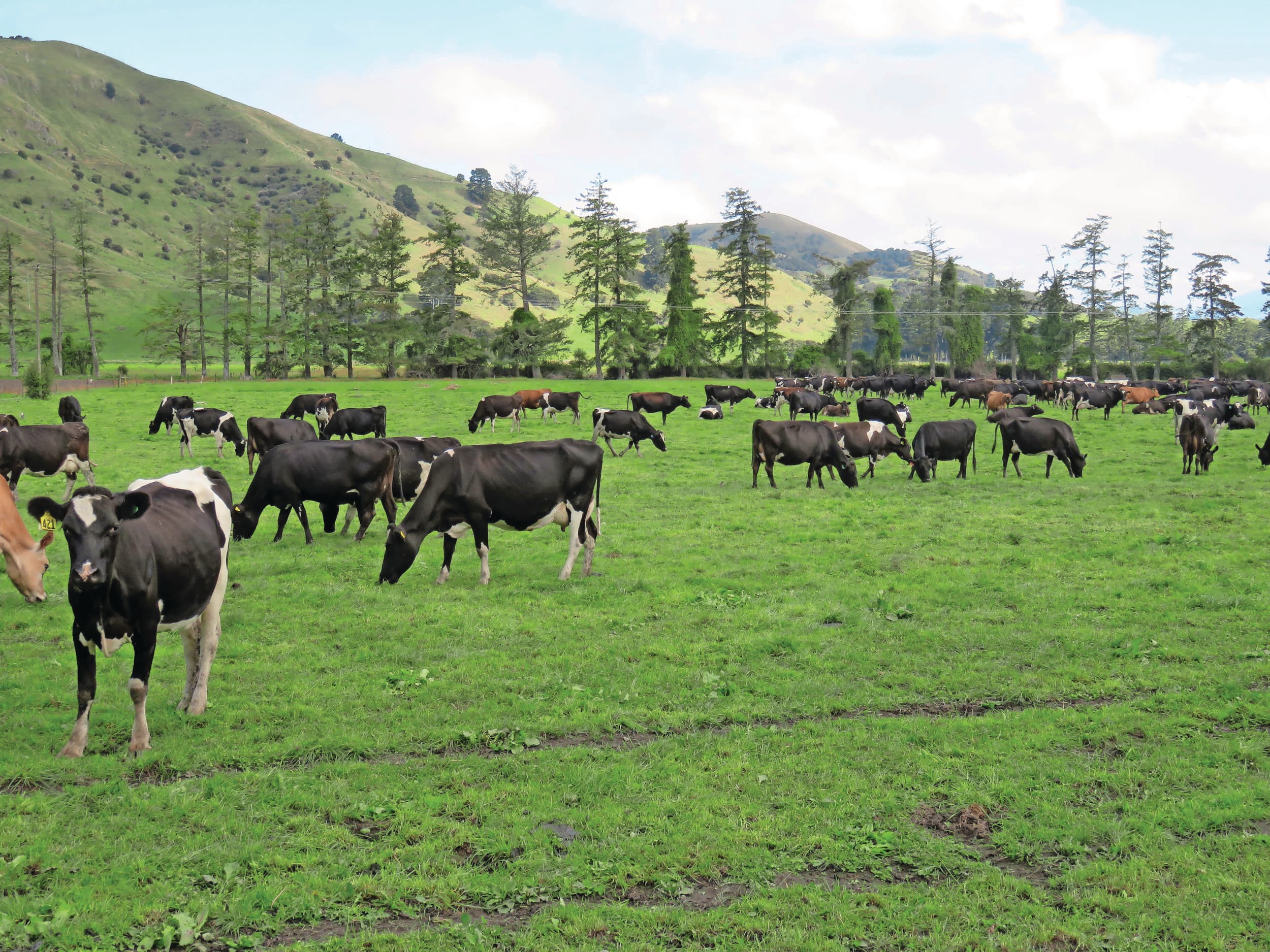 Open Country is na Fonterra Nieuw-Zeelands tweede grootste zuivelonderneming. Foto: Robert Bodde