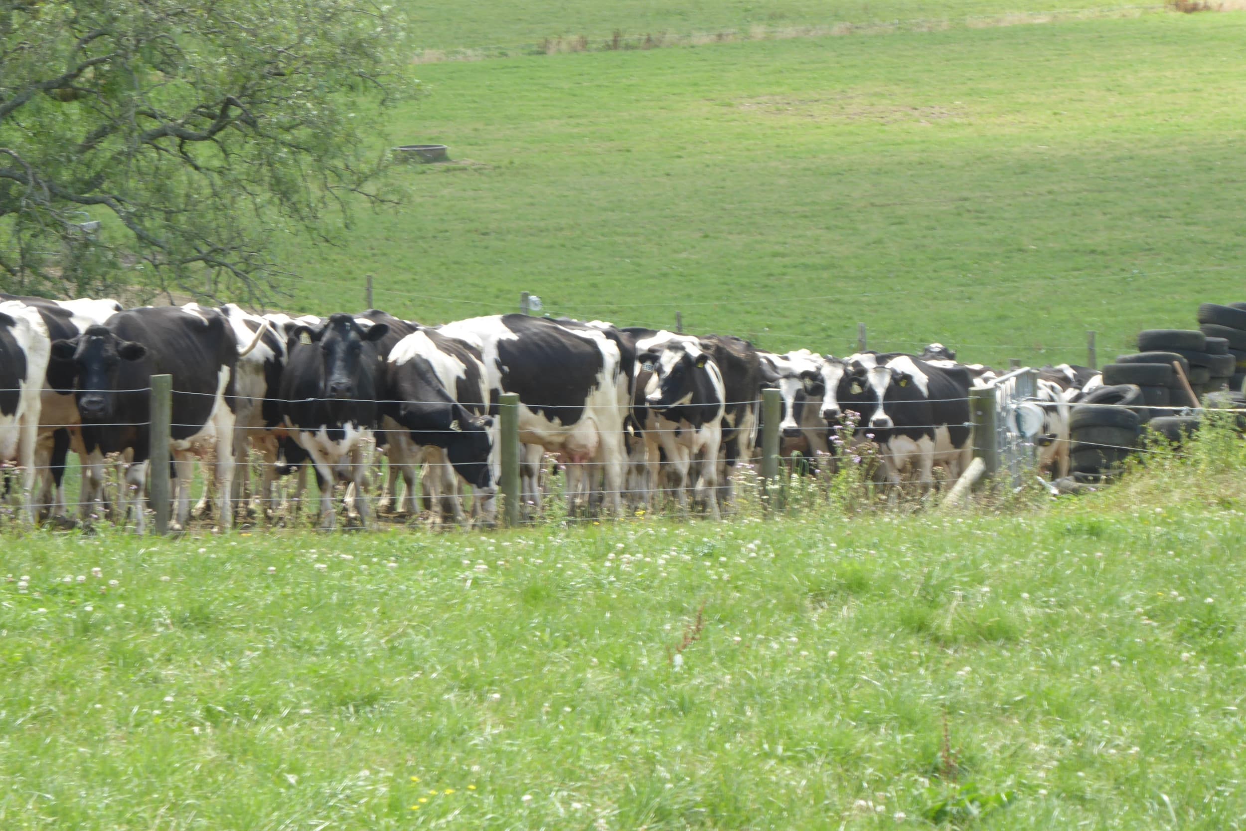 Nieuw-Zeelands melkvee. Zuivel is het belangrijkste exportproduct, met naast poeder ook een groeiend aandeel kaas. Foto: Andrea Disco