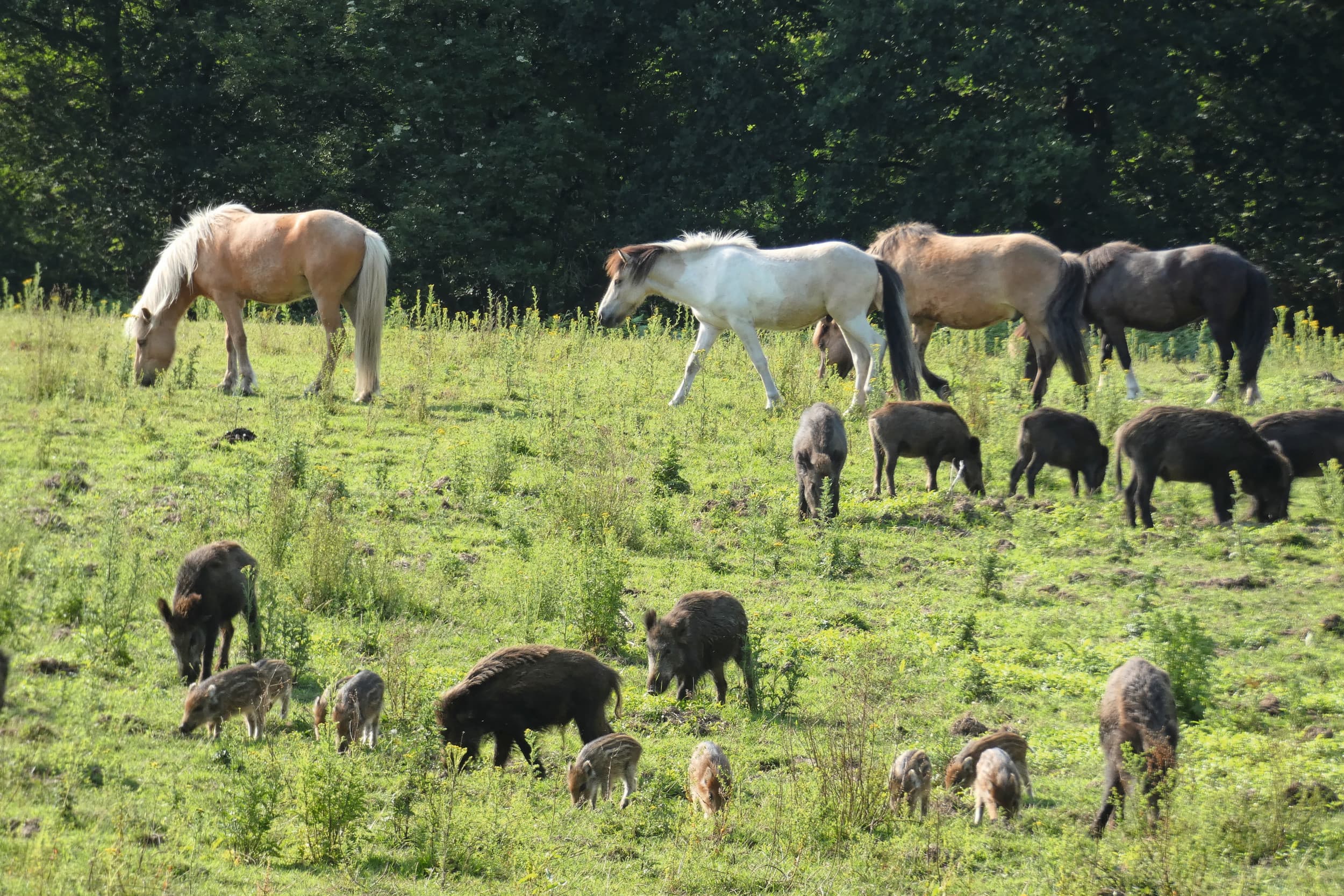 Afrikaanse Varkenspest (AVP) maakt grote en onverwachte sprongen in Duitsland. Inmiddels is het virus Nederland tot op minder dan 200 kilometer genaderd, waardoor extra aandacht op zijn plaats is. Foto: Jan Vullings