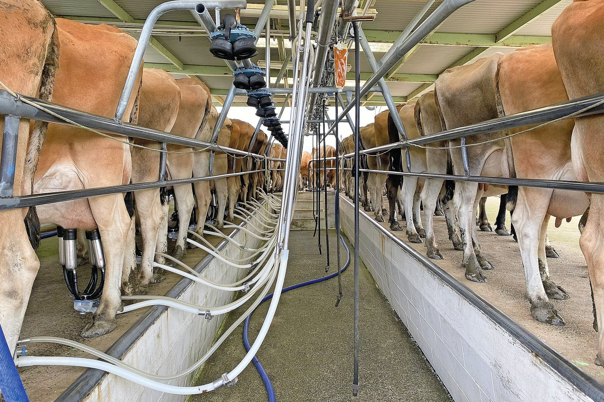 Rabobank zuivelupdate per kwartaal
