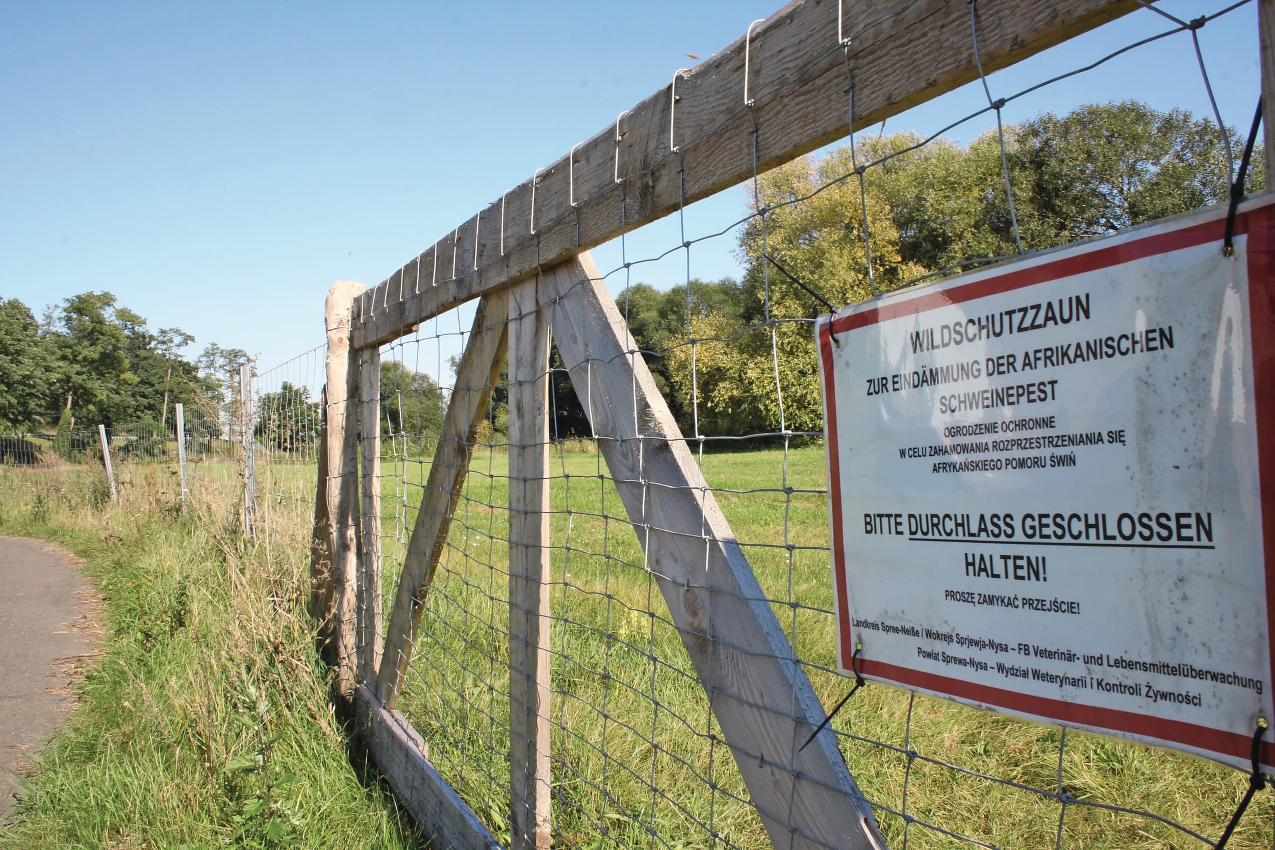 In juli is begonnen met het plaatsen van permanente en verplaatsbare afrasteringen rondom besmette gebieden, die de migratie van (besmette) wilde zwijnen moeten tegengaan. Foto: Misset