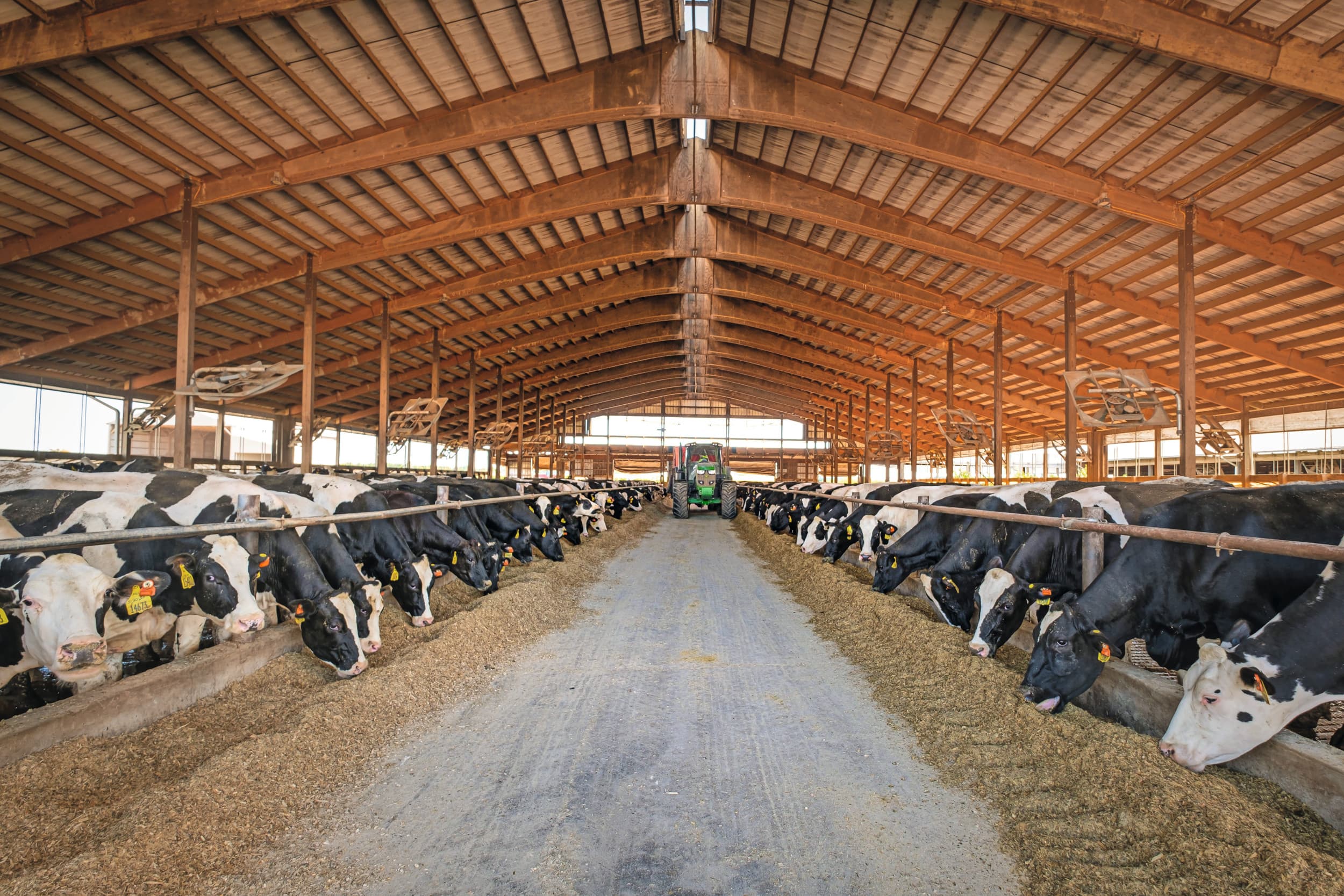 Amerikaans melkveebedrijf met 3.000 koeien. Er zijn grote verschillen tussen de Britse en Amerikaanse zuivelsector. Foto: Charles Keijser