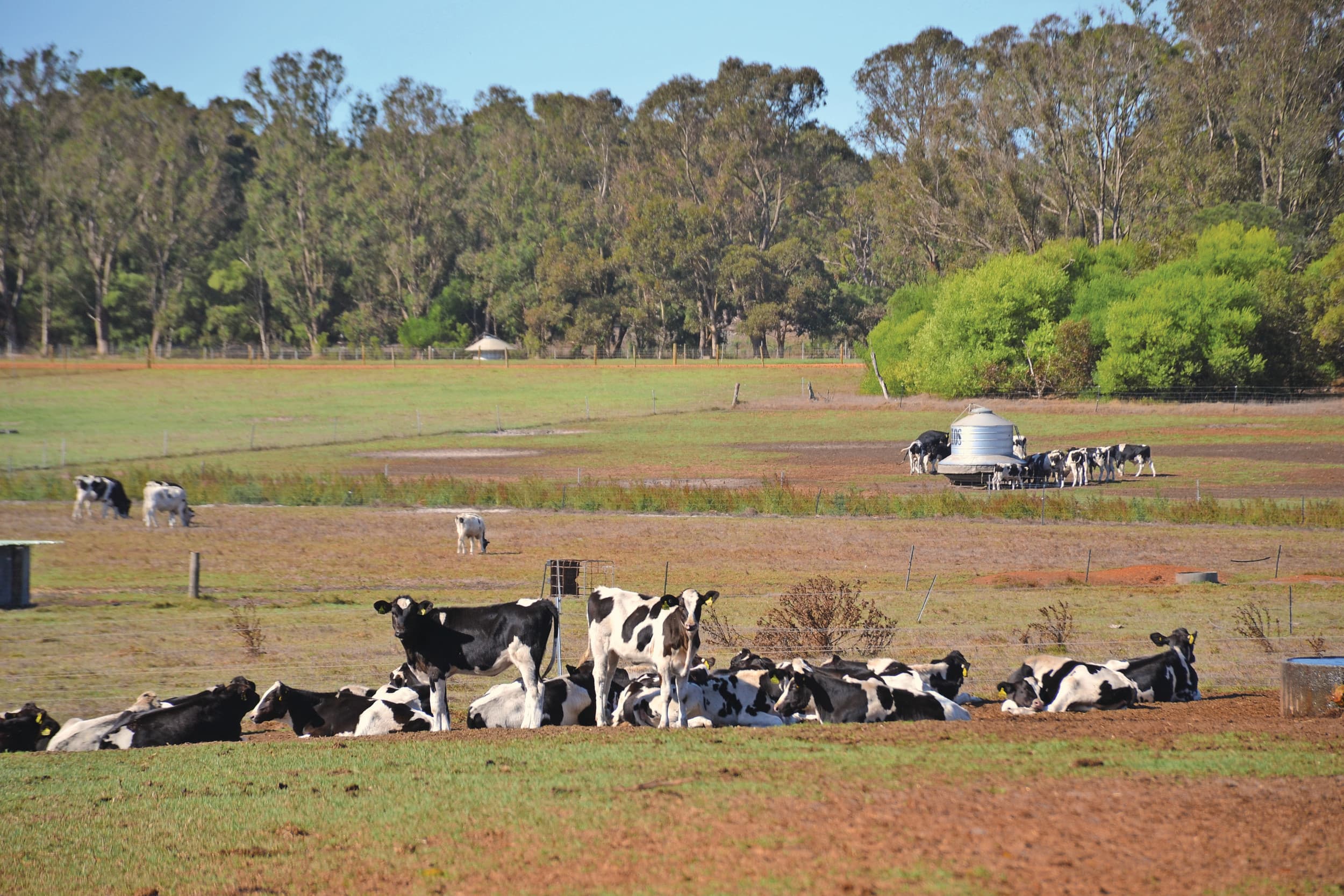 Melkveebedrijf in Australië. Foto: Boerderij