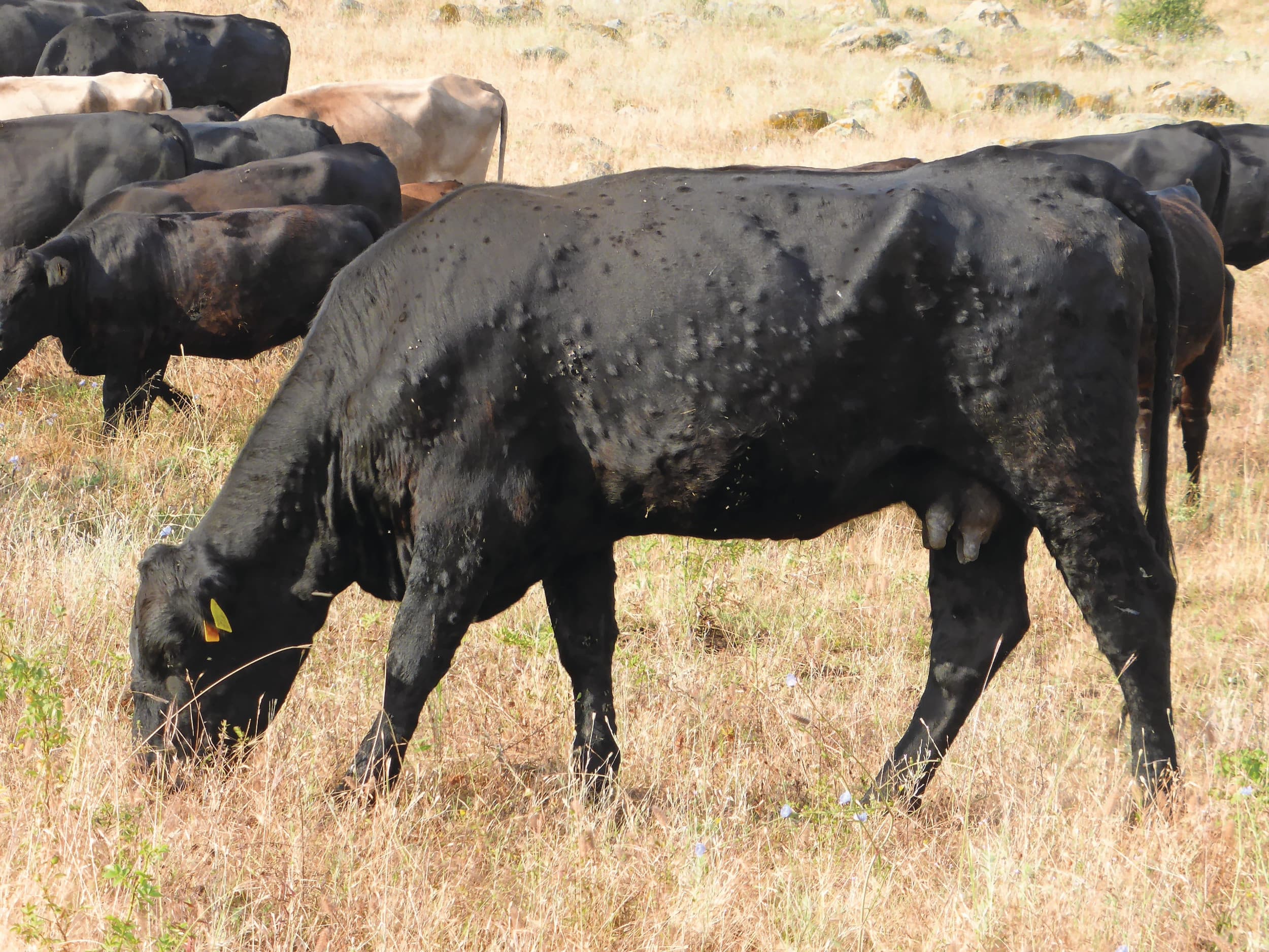Dieren besmet met Lumpy skin disease. Foto: Tsviatko Alexandrov