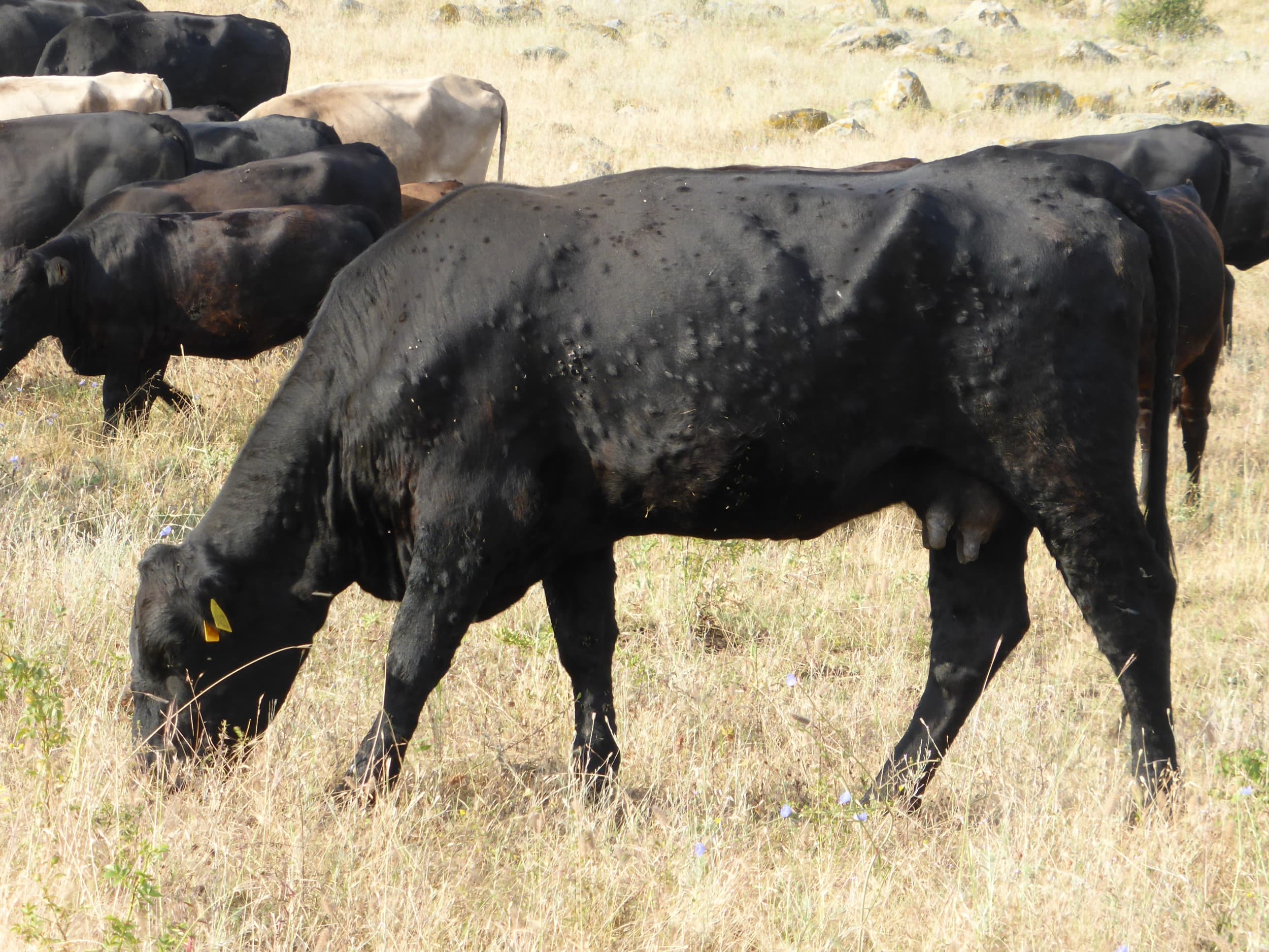 Een koe met het Lumpy skin disease. Foto: Tsviatko Alexandrov