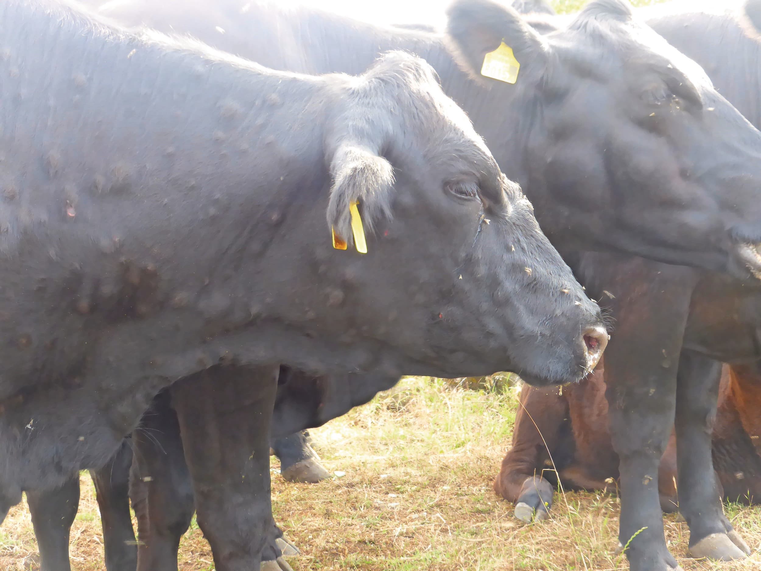 Dieren besmet met Lumpy skin disease. Foto: Tsviatko Alexandrov