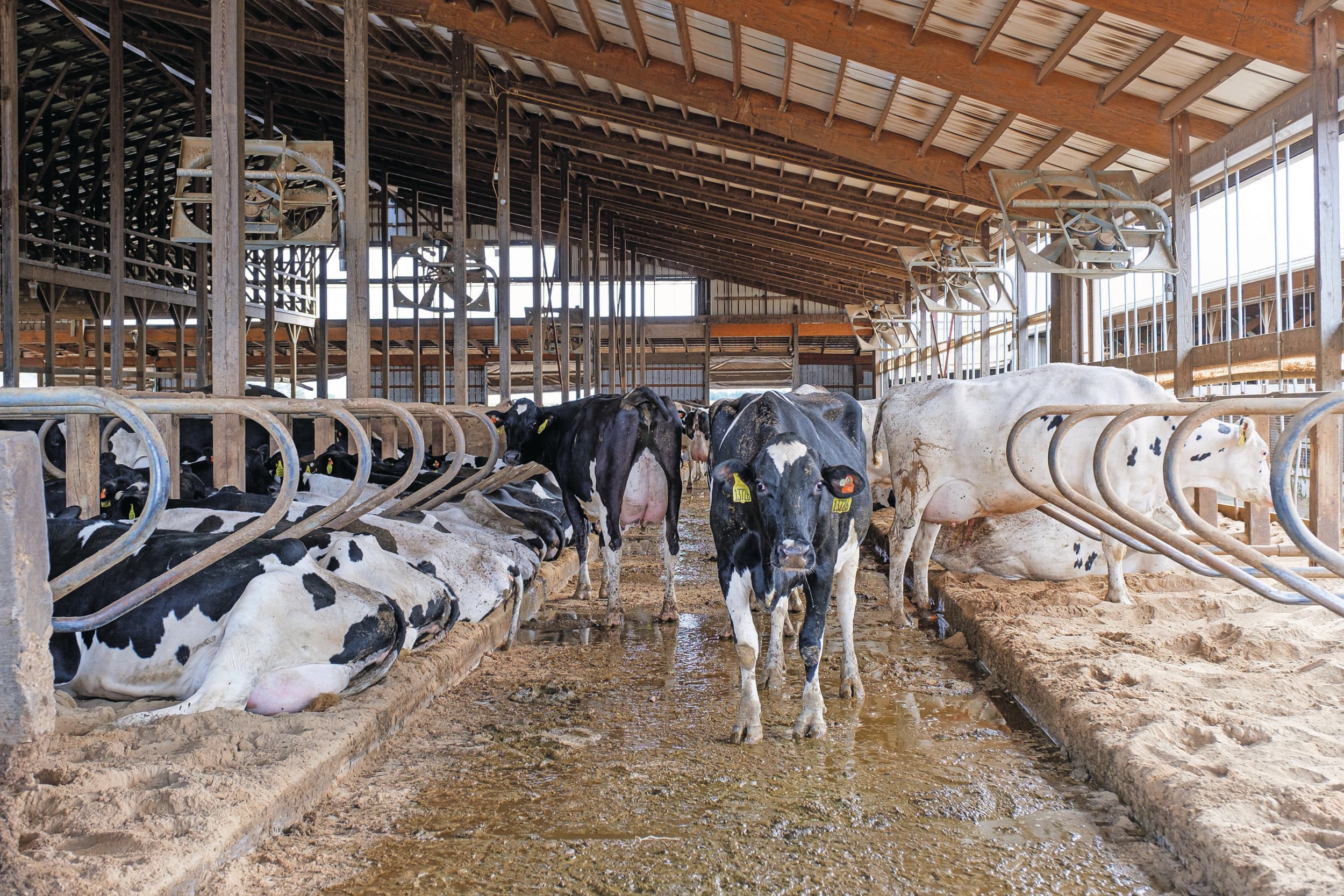 Het reductiepotentieel van doelsturing is fors voor de uitstoot van ammoniak en broeikasgassen, blijkt uit een WUR-studie. Foto: Boerderij