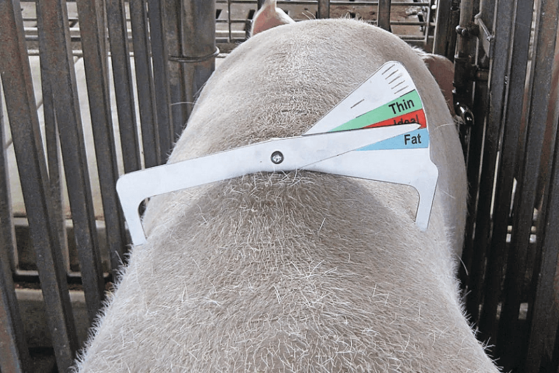 De Caliper is een simpel maar doeltreffend hulpmiddel. In de stal meet het instrument de hoek van de rug van een zeug, ter hoogte van de laatste rib. Foto: PIC-NL
