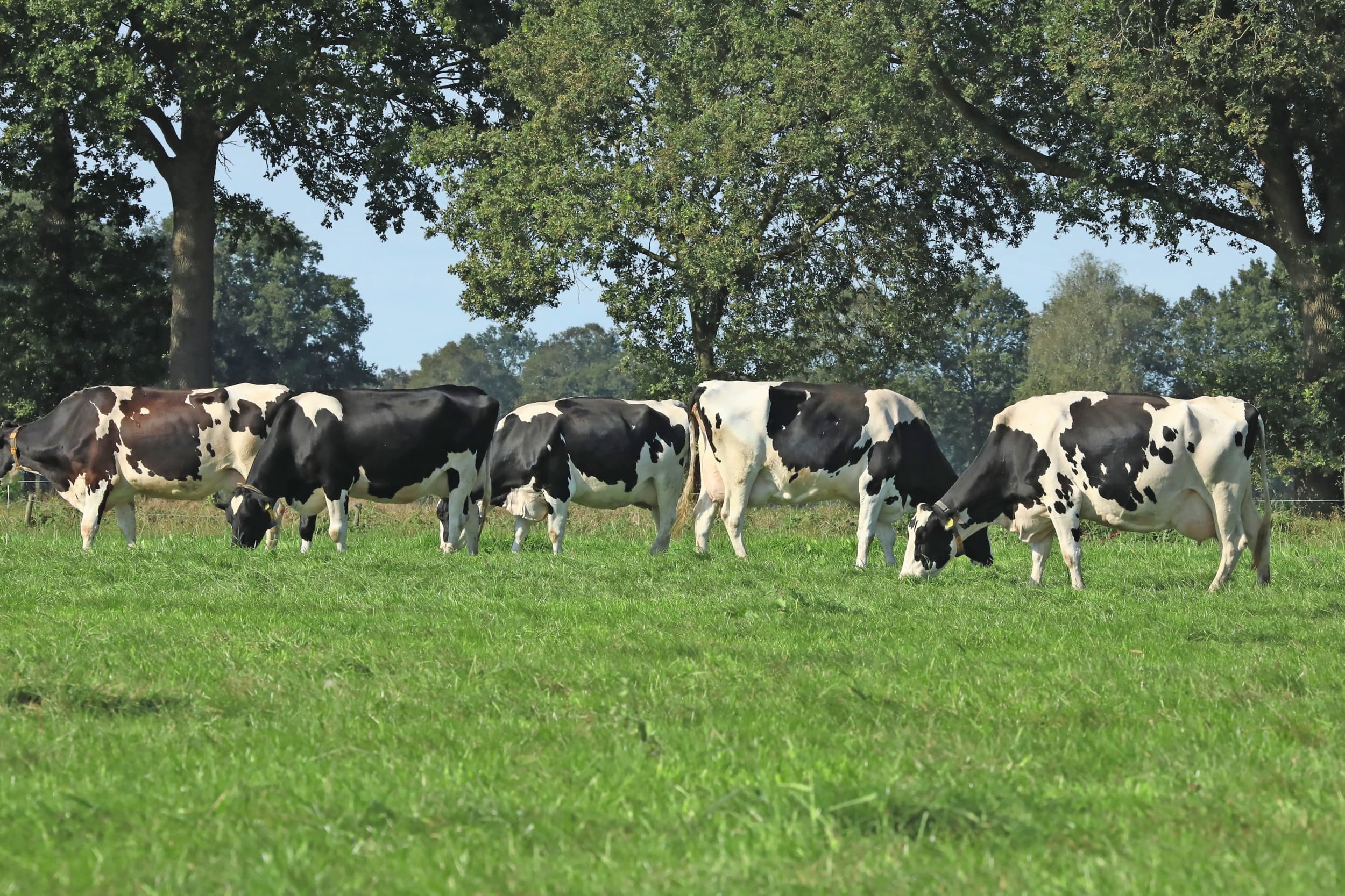 Bewustwording is de eerste stap op weg naar bewust goede keuzes maken. Foto: Henk Riswick