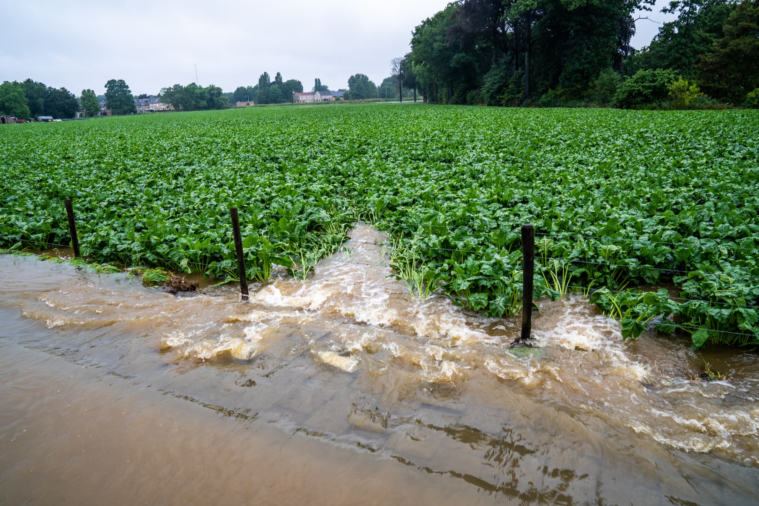 Wateroverlast in bieten. Extreem weer drijft regionale voedselprijzen op en kan de voedselzekerheid bedreigen. Foto: Bert Jansen